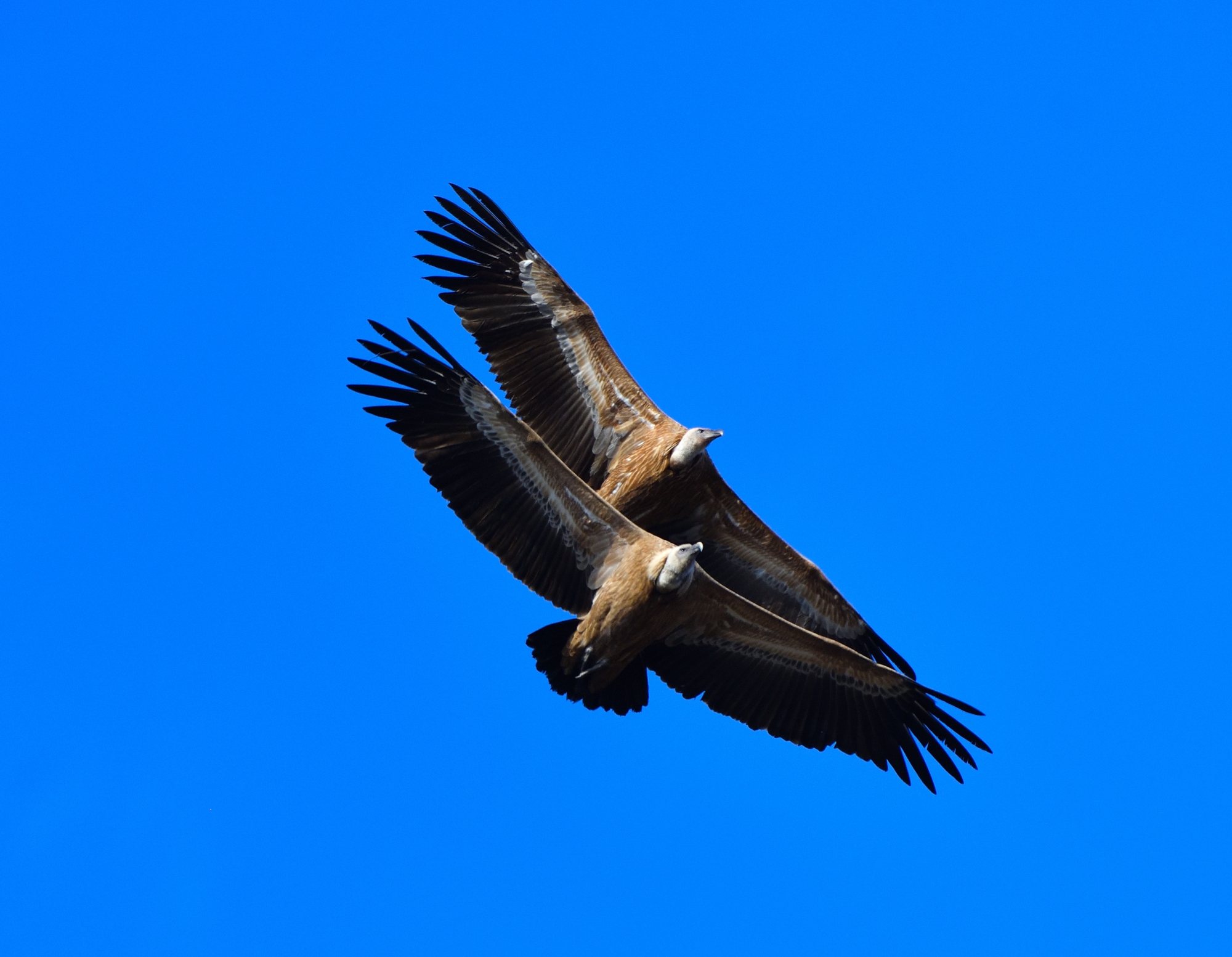 synchronized flight...