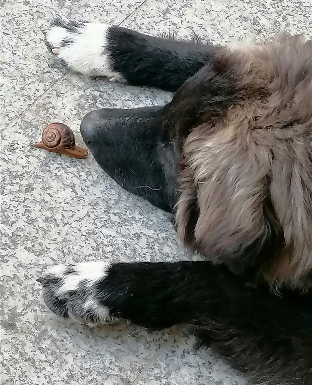 pussa via cane che devo passare