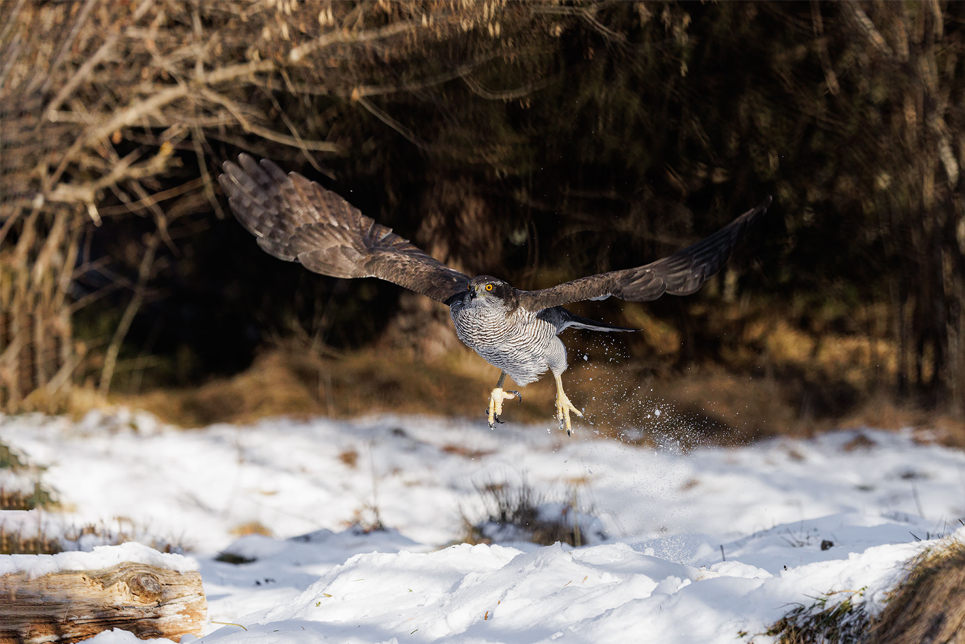 Goshawk