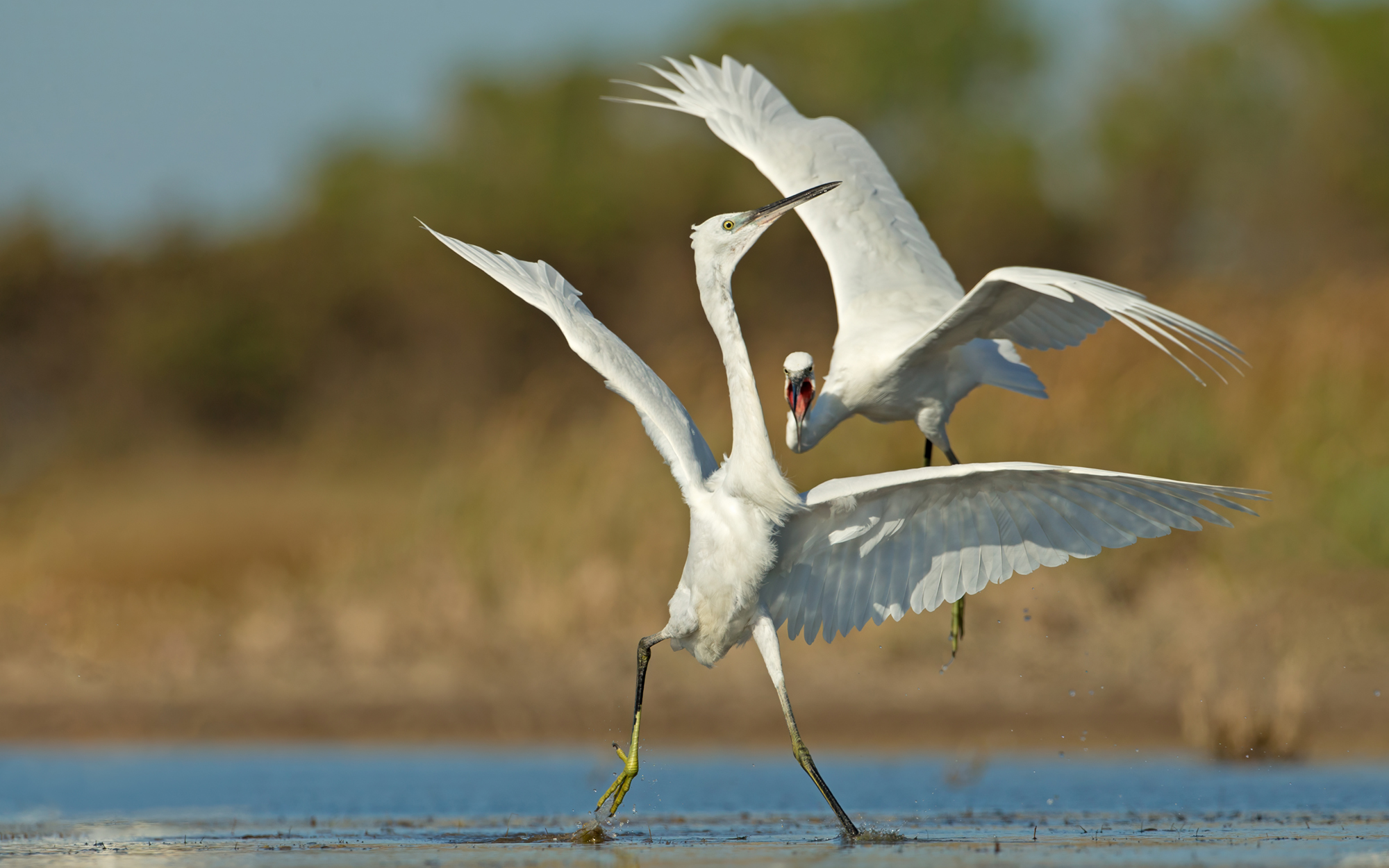 Egrets