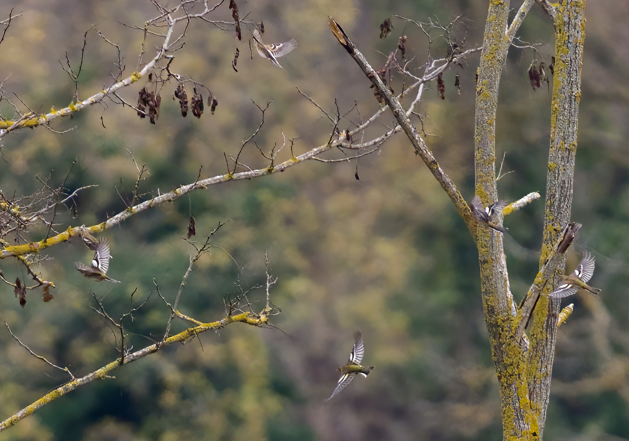 Fringuelli nel bosco