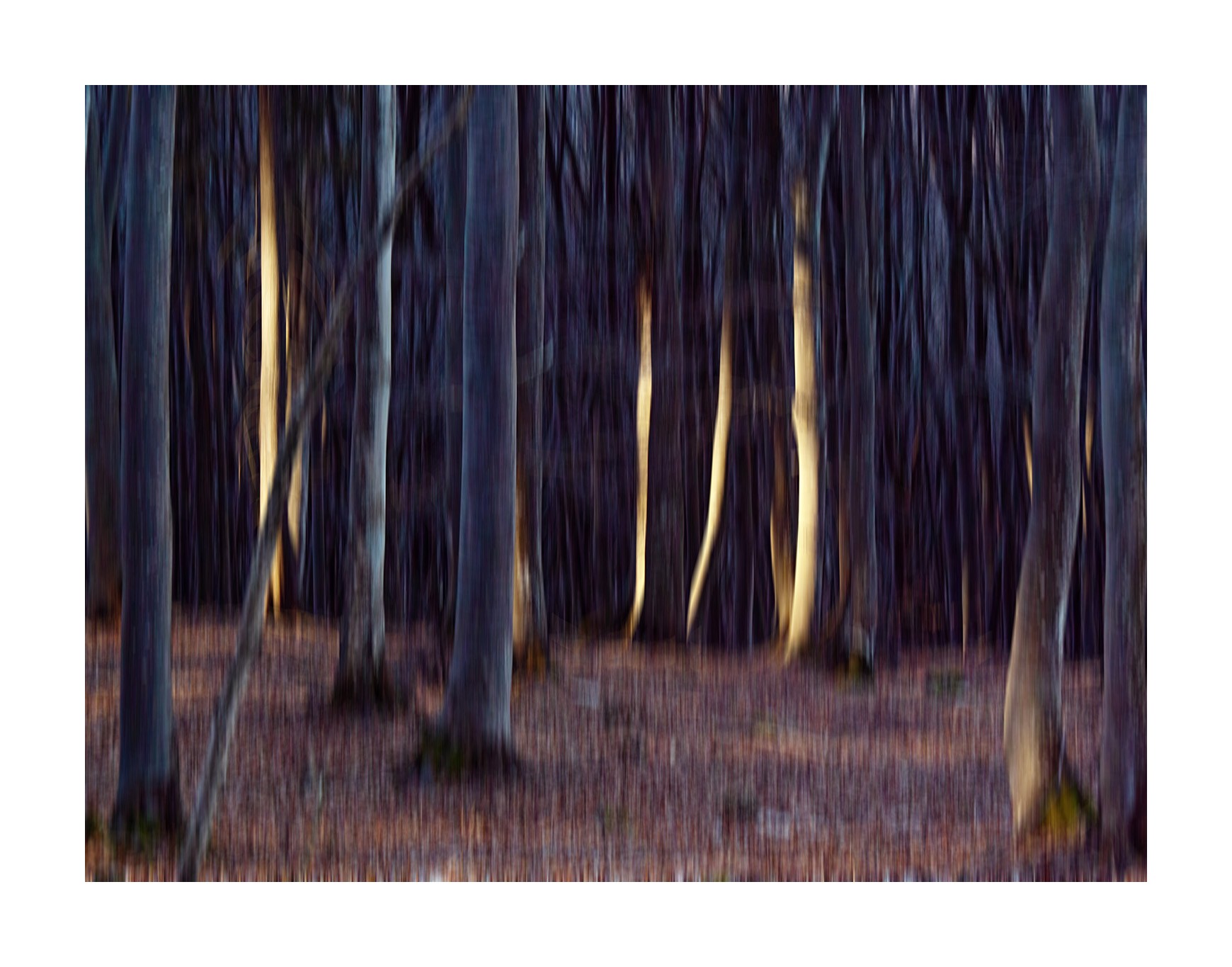 lampi di luce nel bosco 1