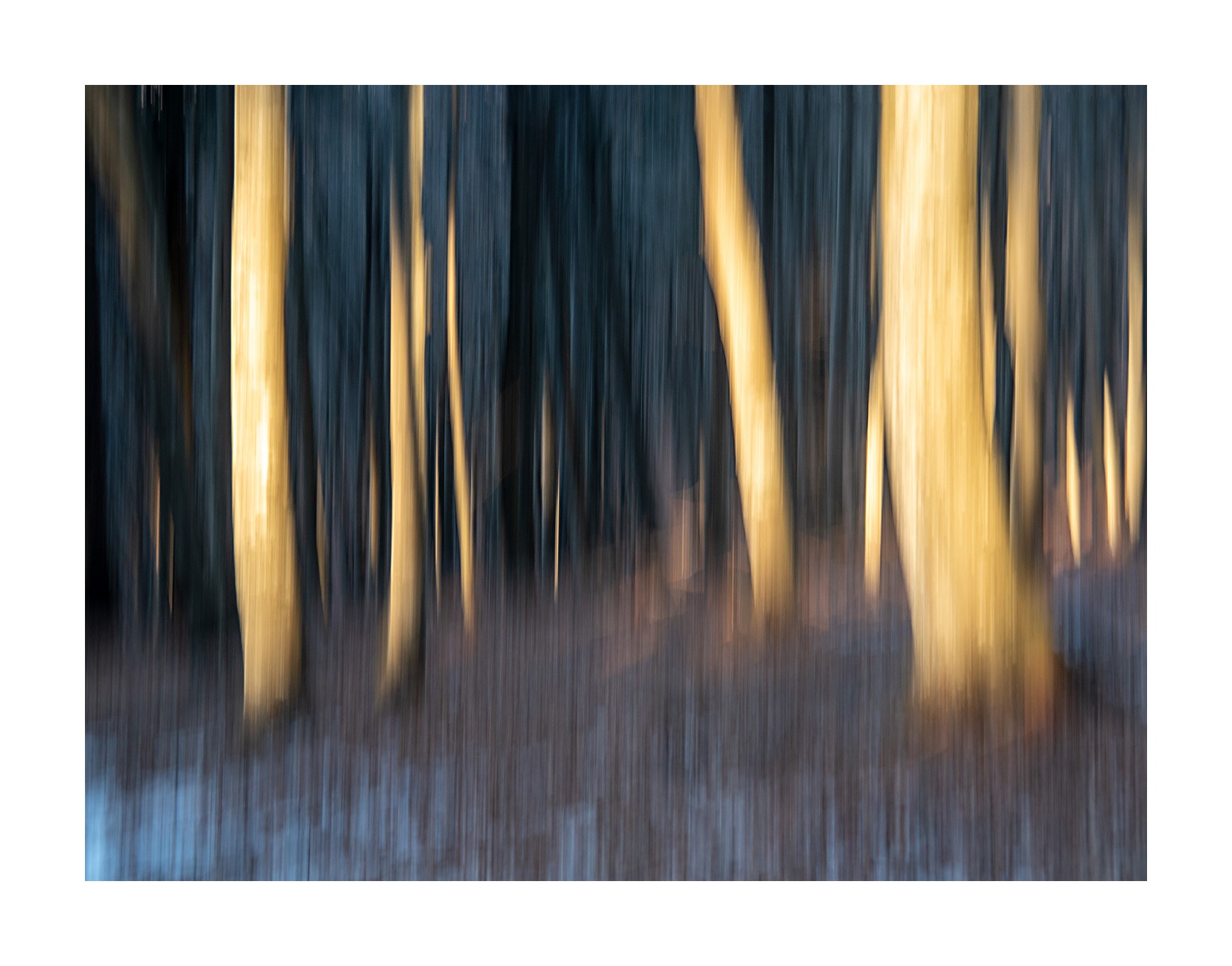 lampi di luce nel bosco 2