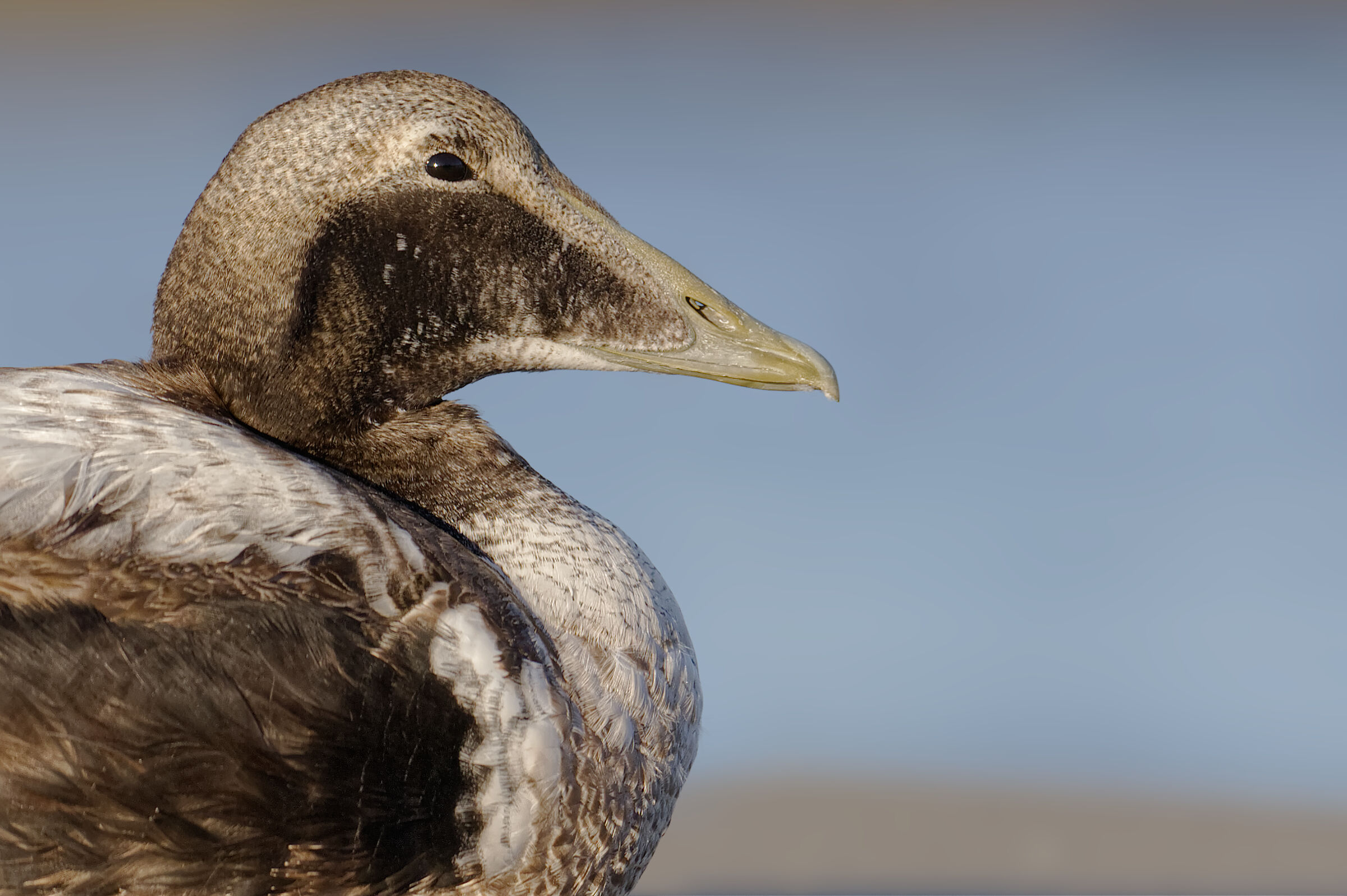 Eider