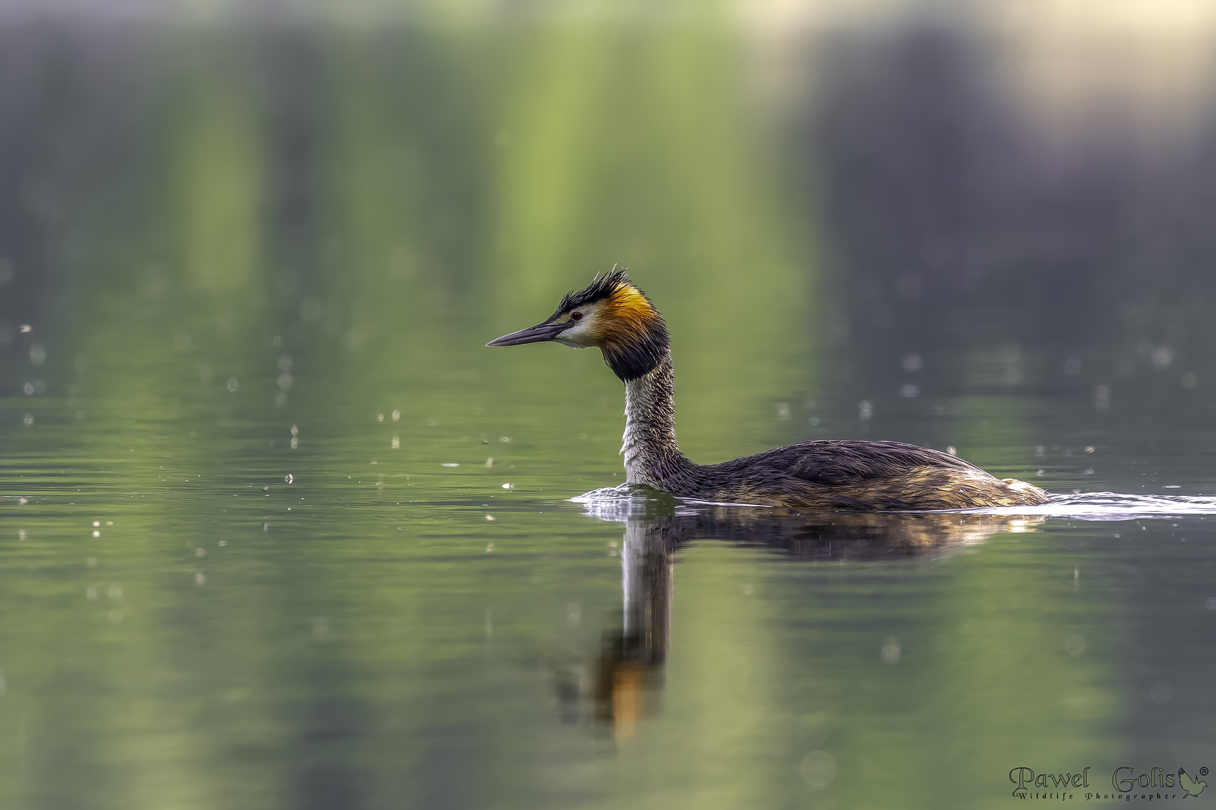 Svasso maggiore (Podiceps cristatus)