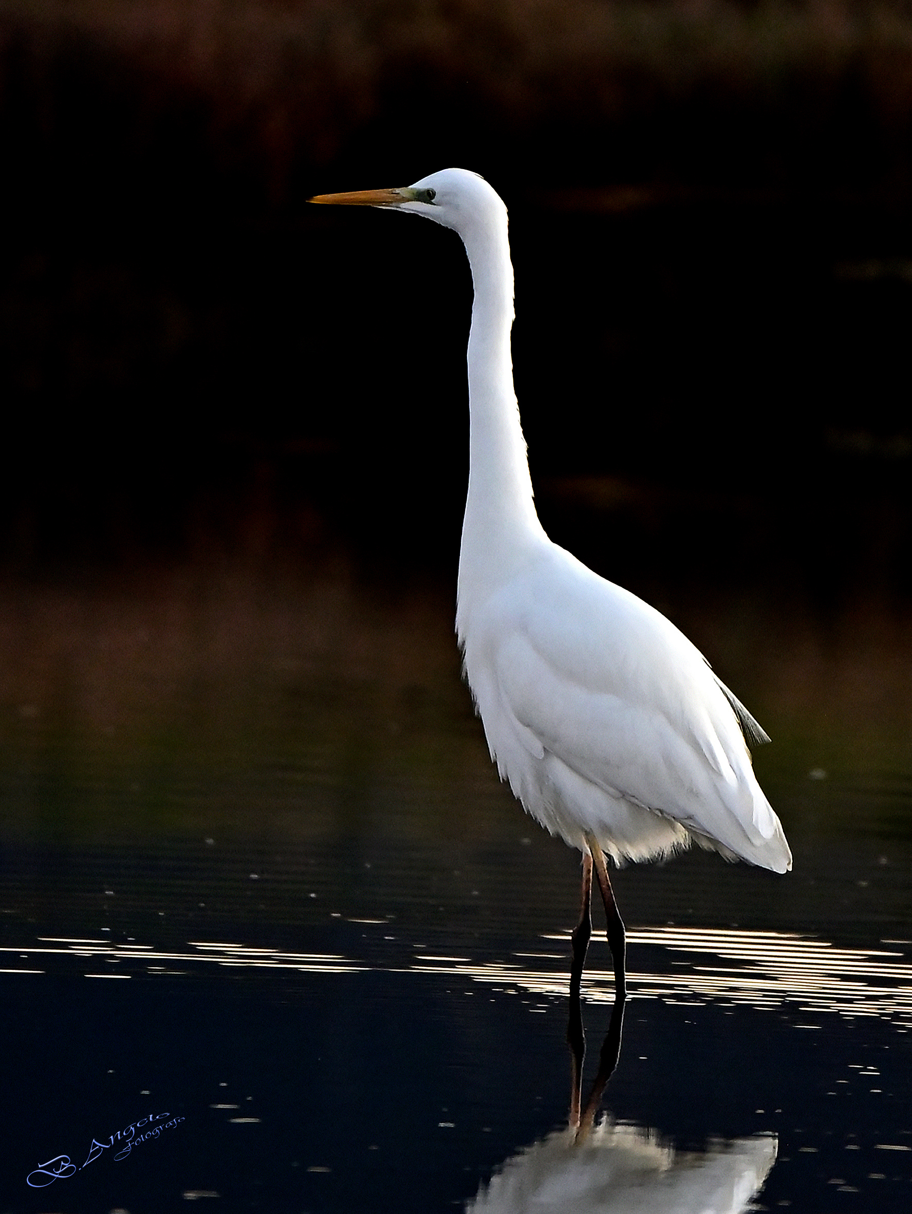 " Airone bianco maggiore "
