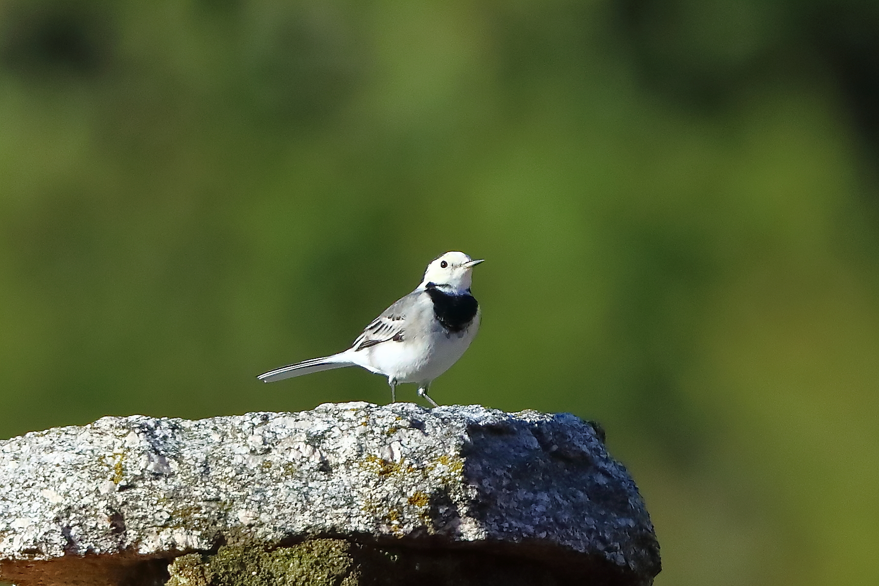 Ballerina B 10 ottobre 2024 - 0031