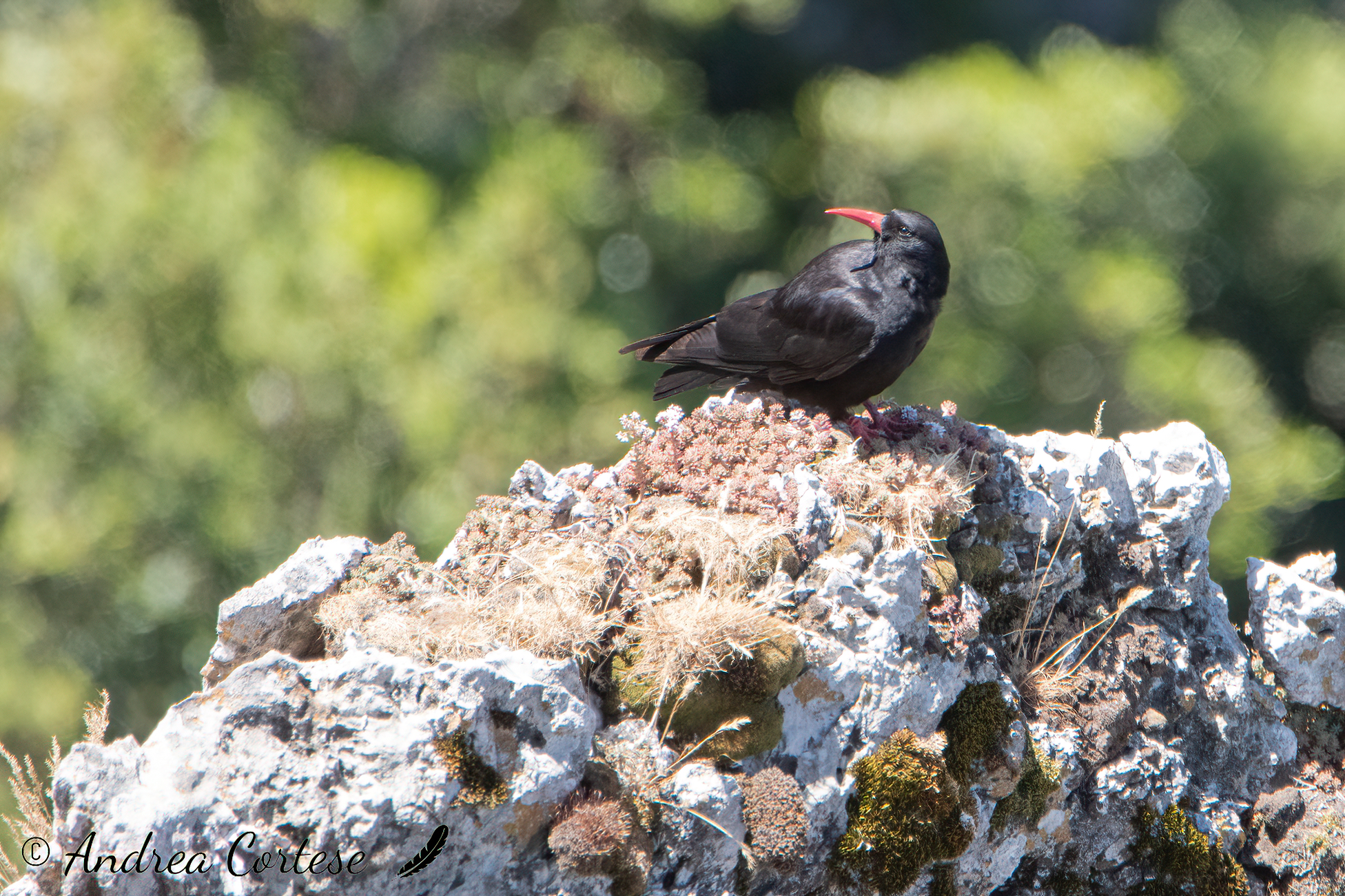 Gracchio corallino (Pyrrhocorax pyrrhocorax)
