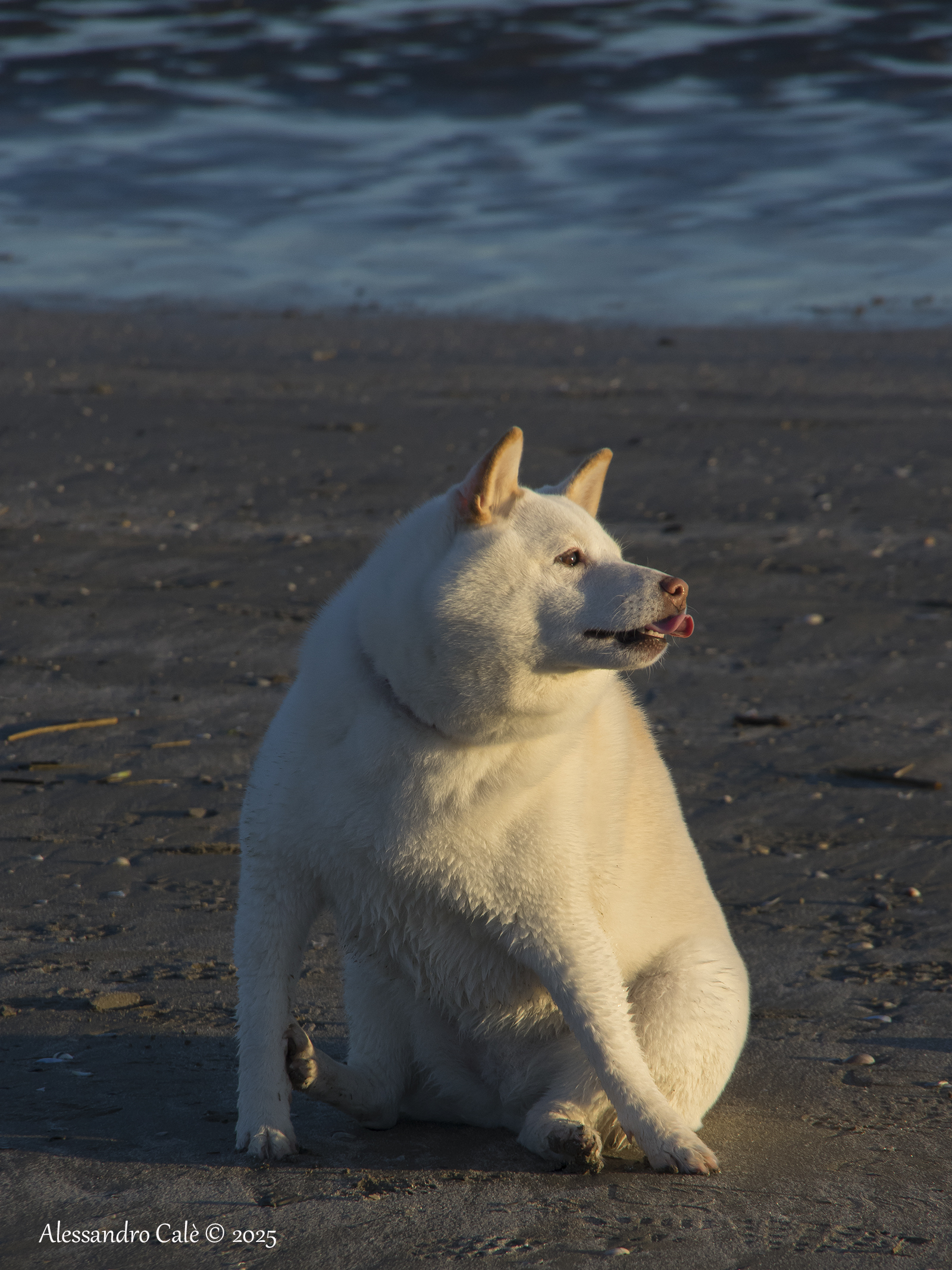 Like a diva on the beach 8173