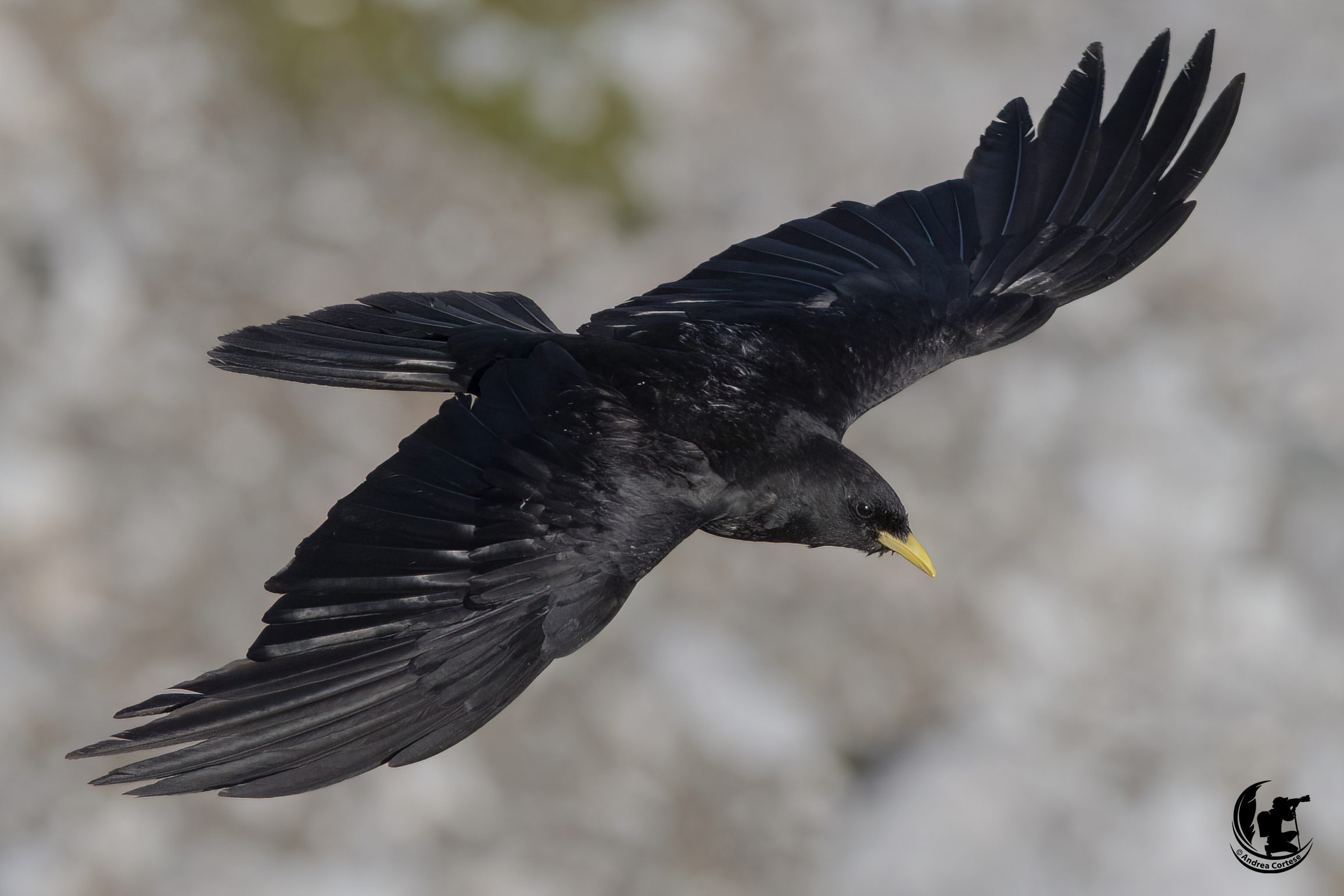 Gracchio alpino (Pyrrhocorax graculus)