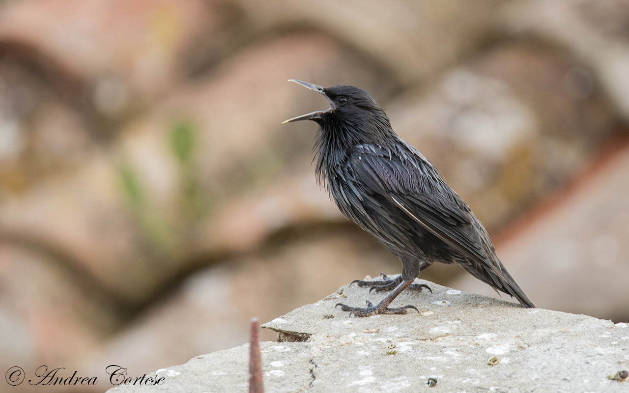 Storno nero (Sturnus unicolor)