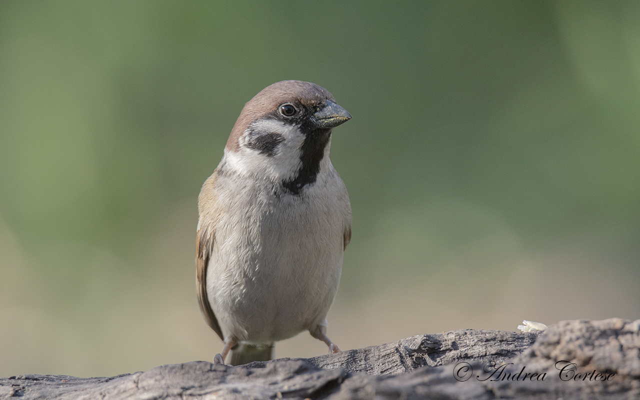 Passera mattugia (Passer montanus)