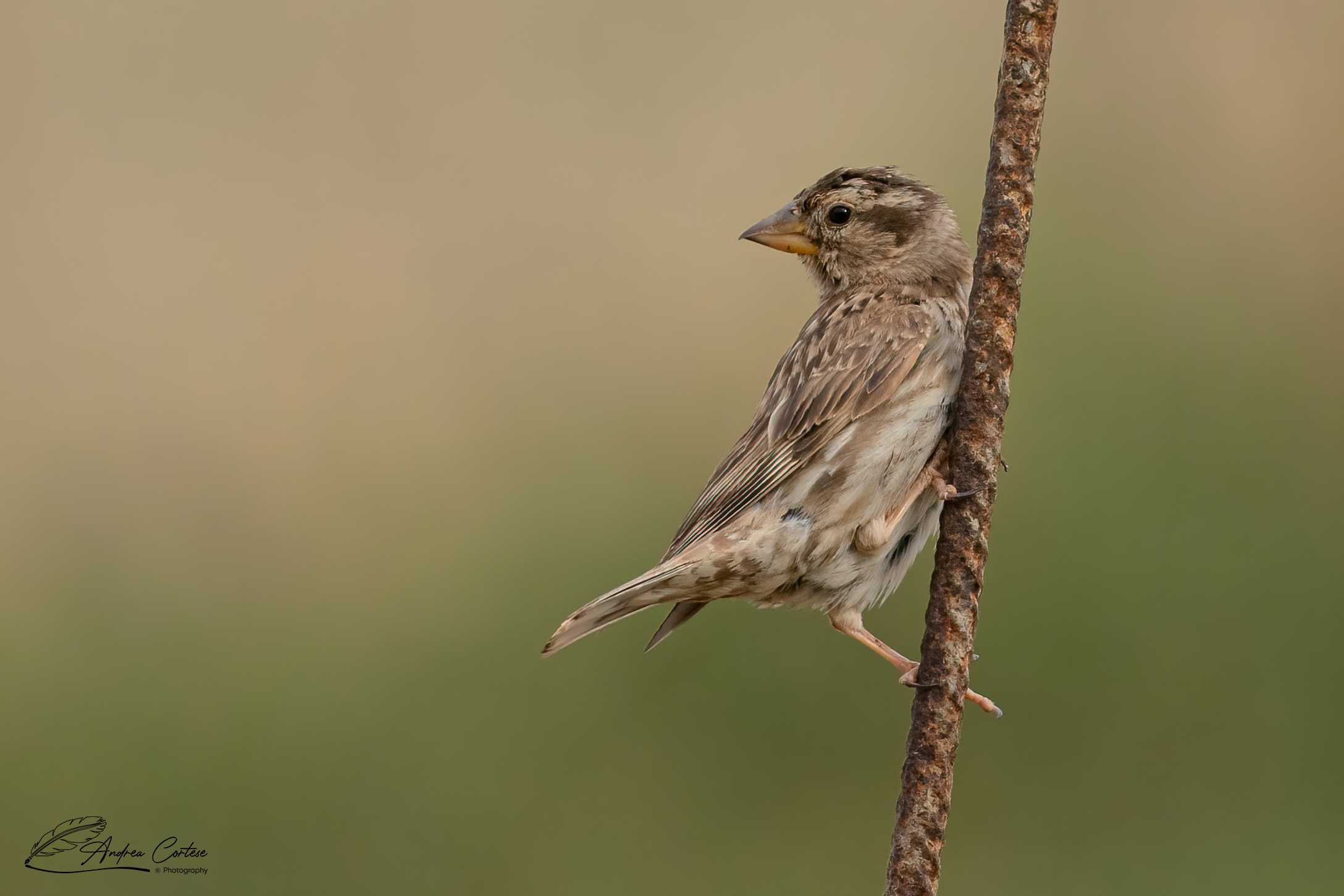 Passera lagia (Petronia petronia)