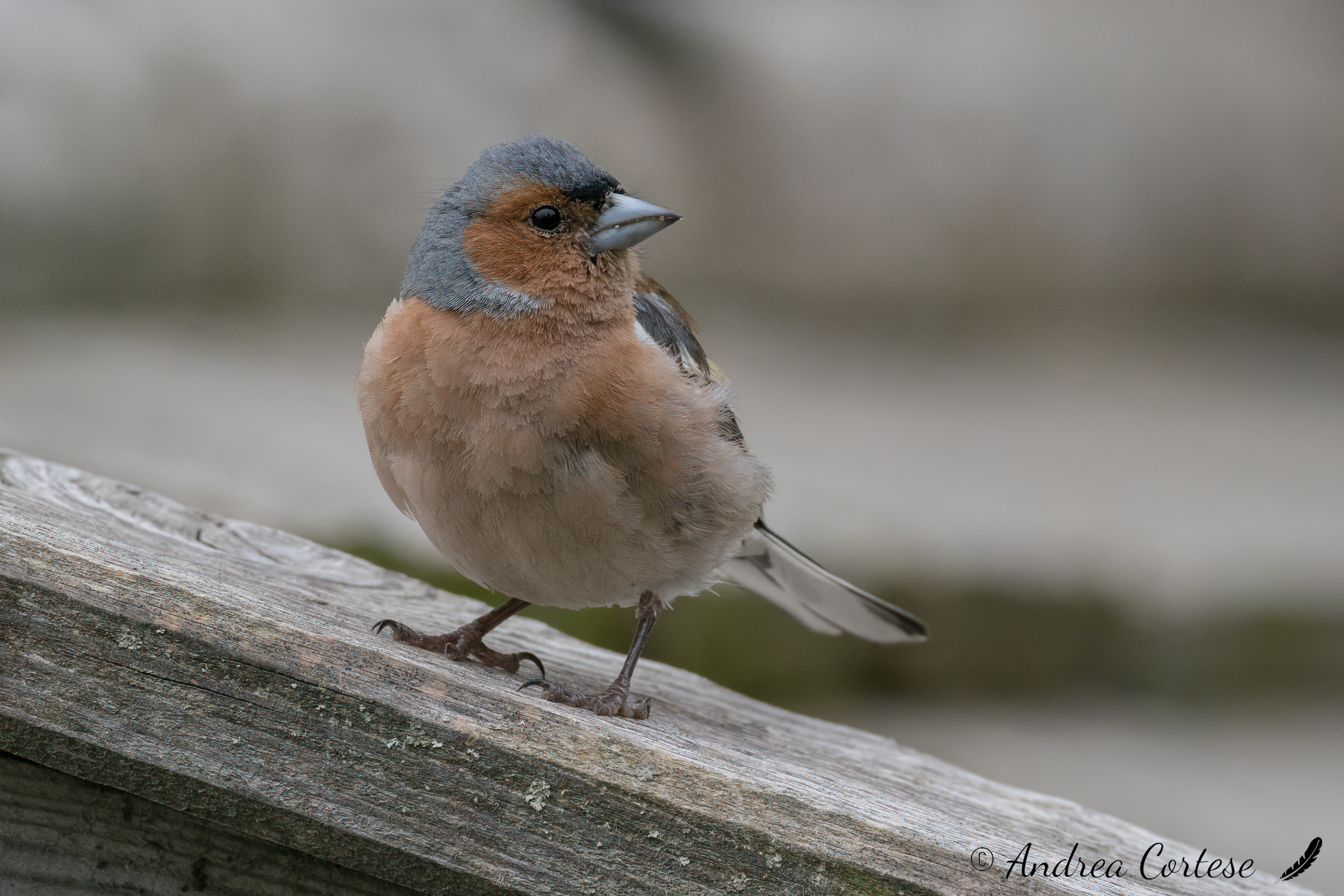 Fringuello (Fringilla coelebs)