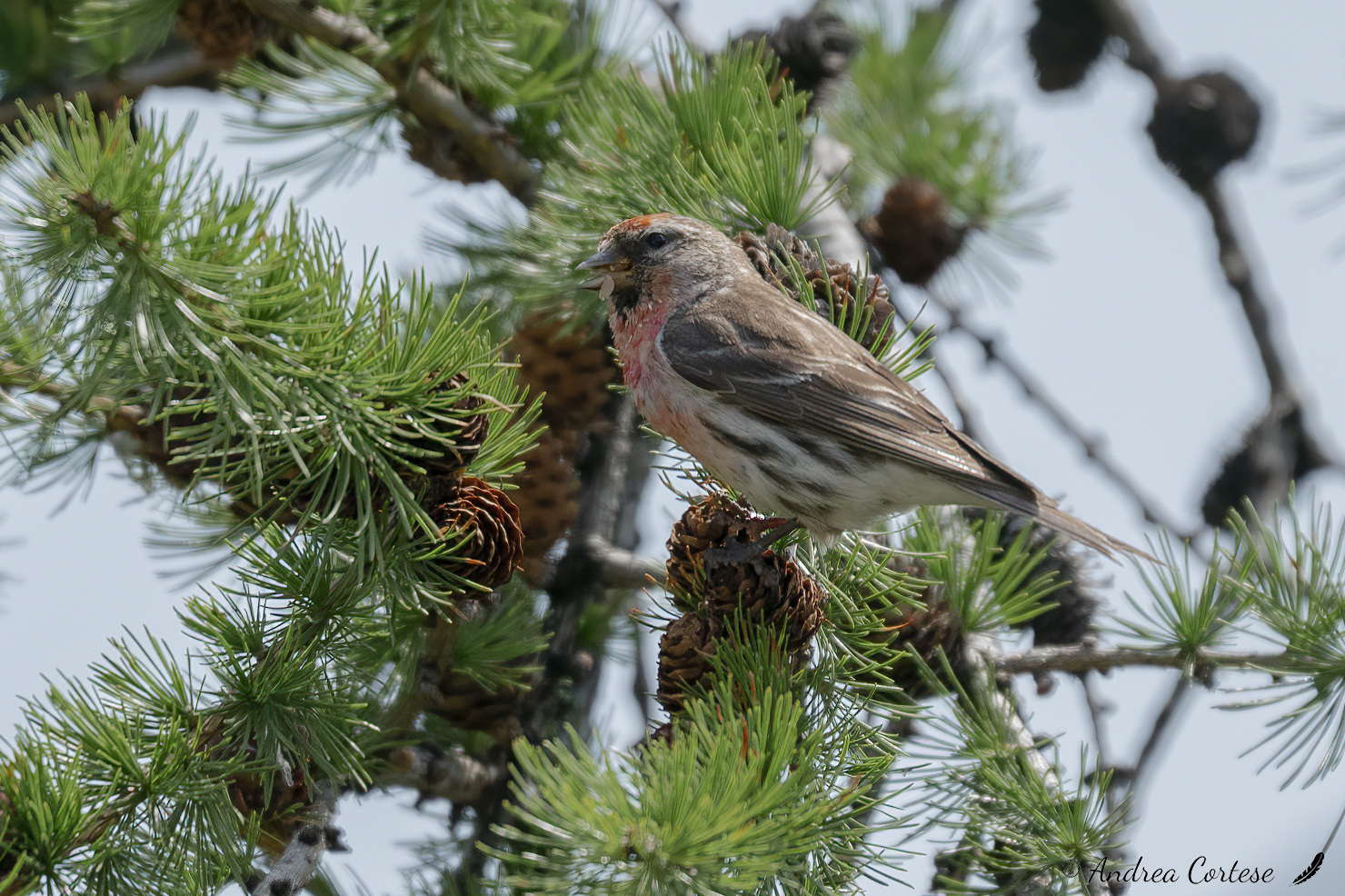 Organetto (Acanthis flammea)