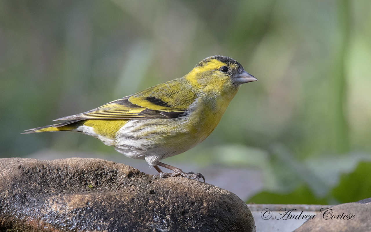 Lucherino (Carduelis spinus)