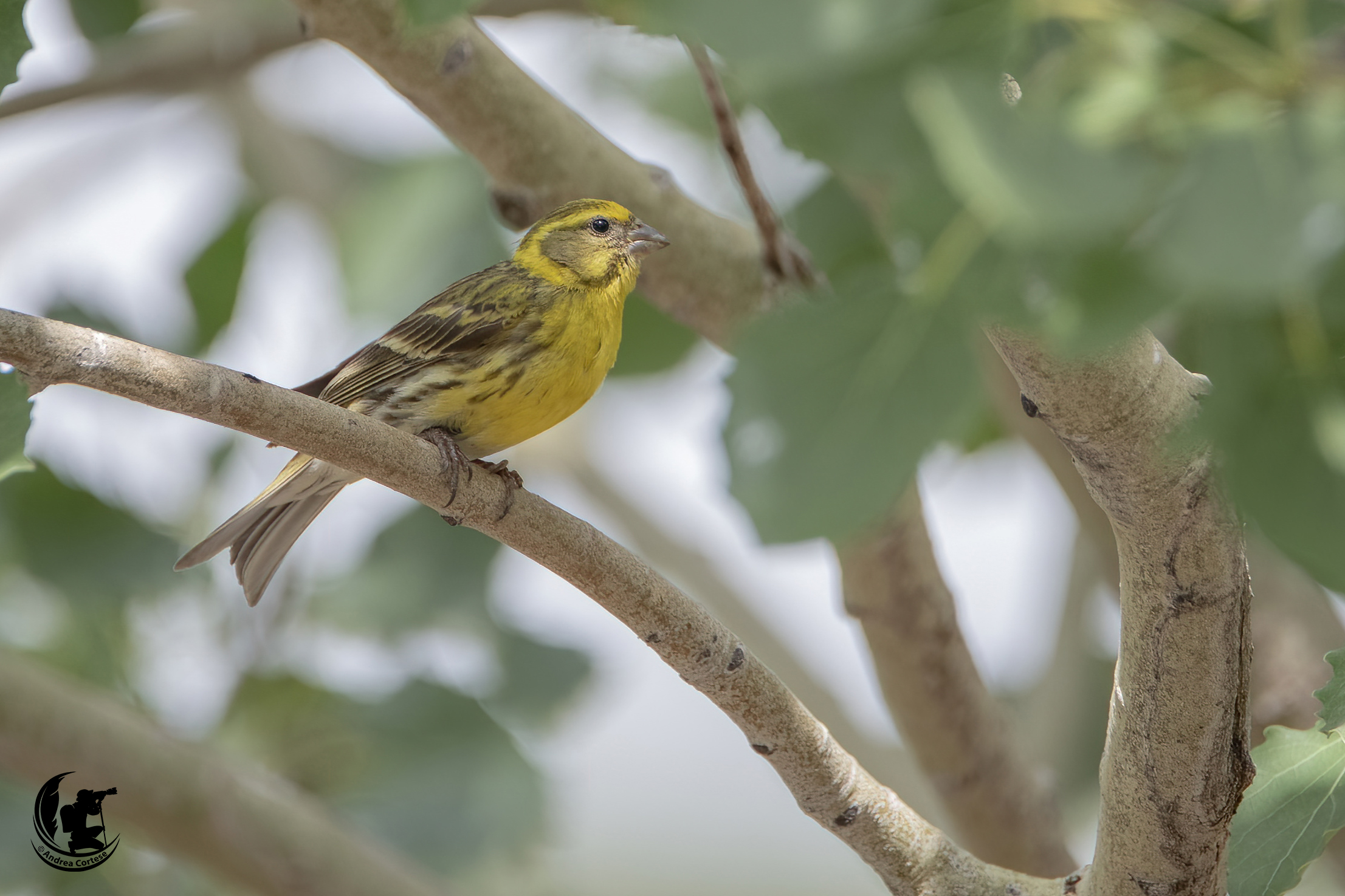verzellino (Serinus serinus)