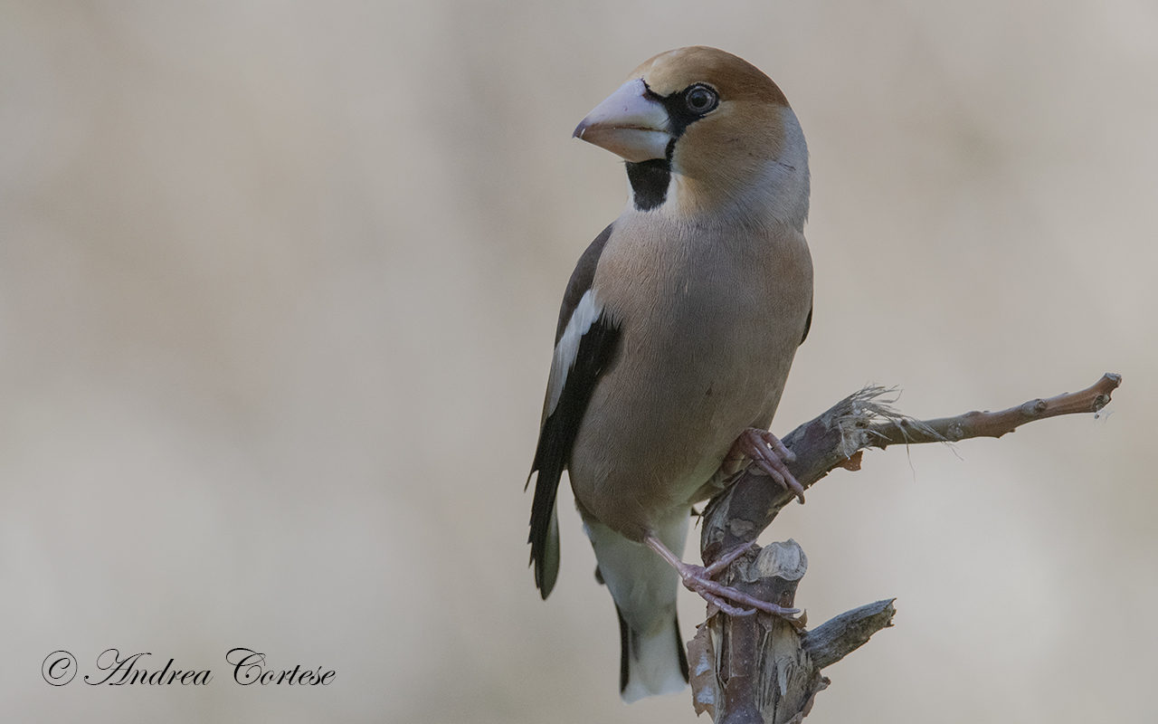 Frosone (Coccothraustes coccothraustes)