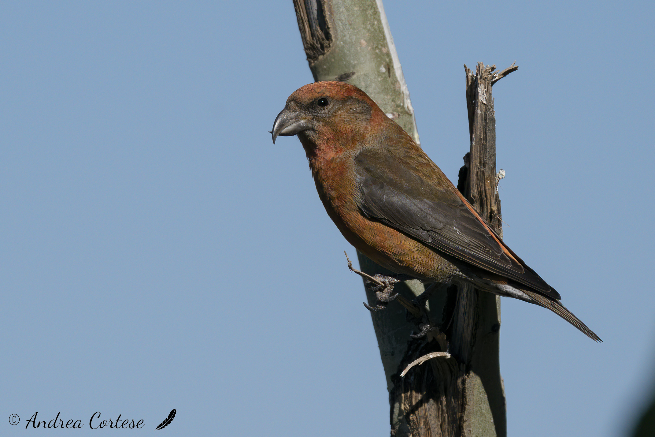 Crociere (Loxia curvirostra )