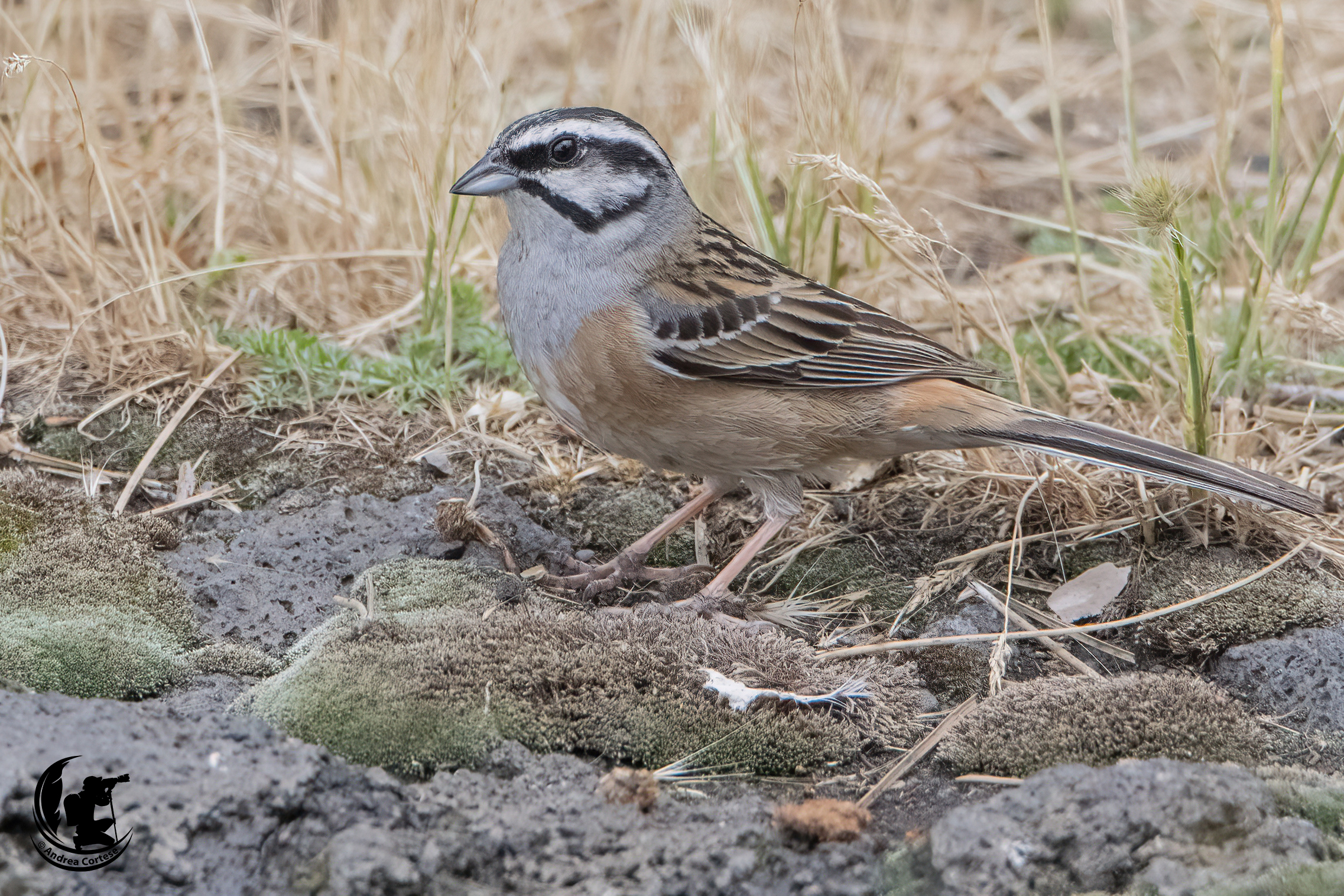 Zigolo muciatto (Emberiza cia)