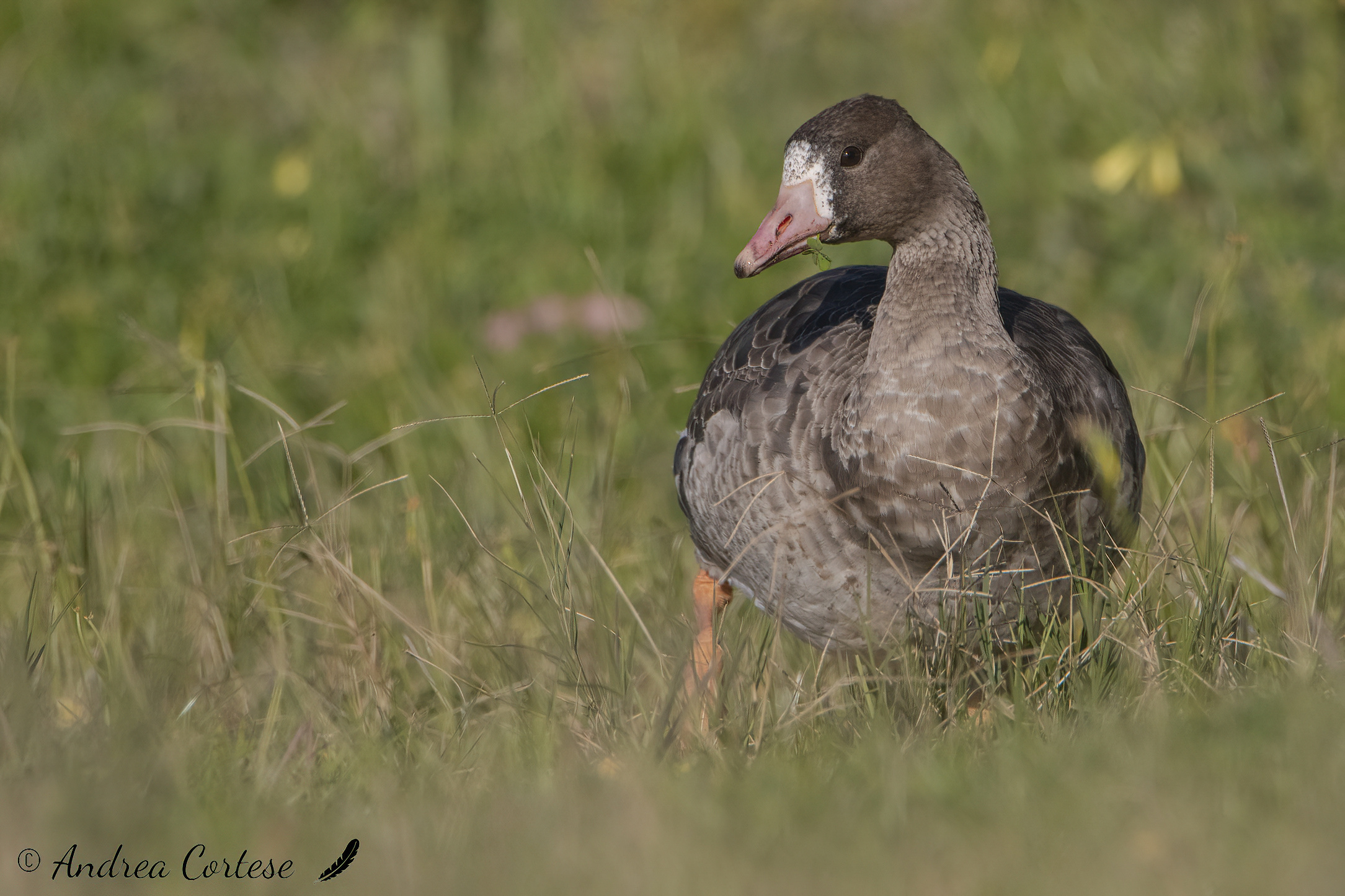 Oca lombardella (Anser albifrons)