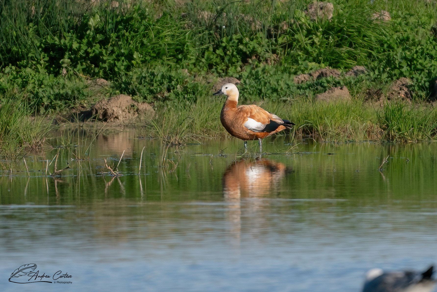 Casarca (Tadorna ferruginea)