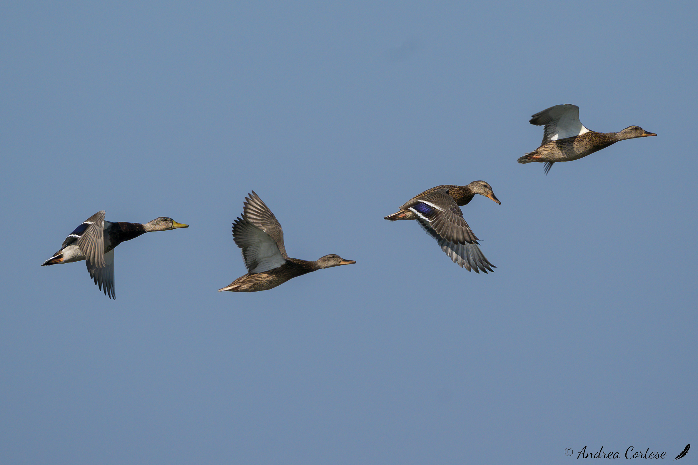 Germano reale (Anas platyrhynchos)
