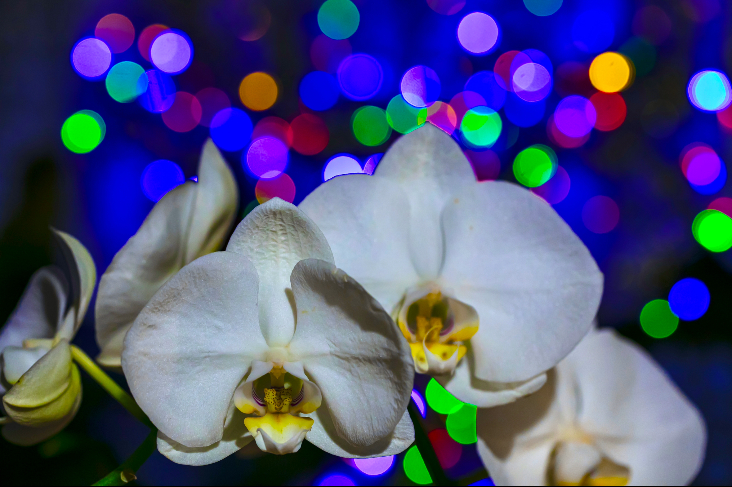 Phalenopsis in primo piano 3