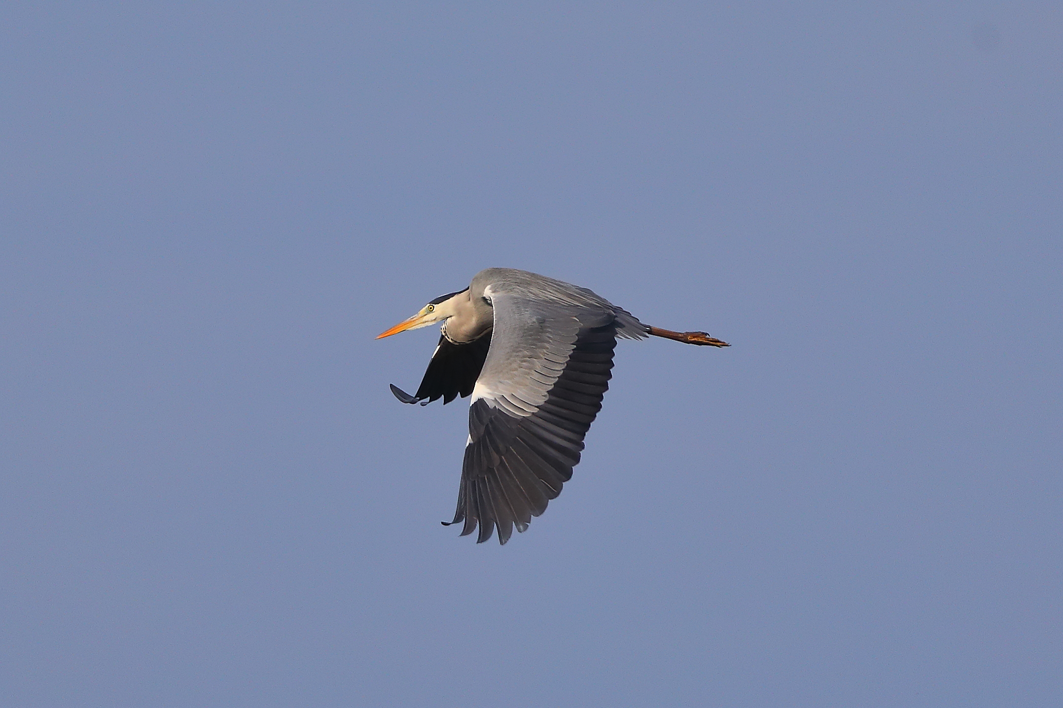 Cenerino 09 novembre 2024 - 0079