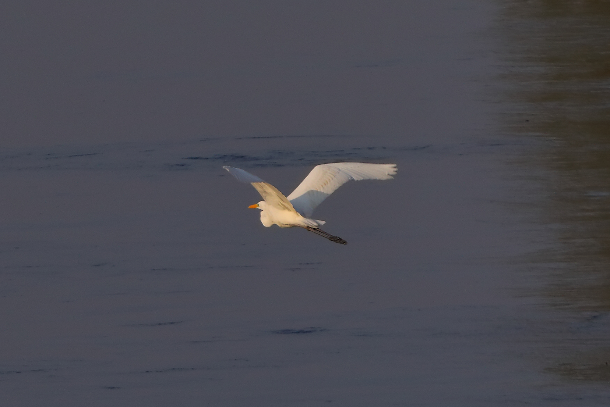 Airone BM 09 novembre 2024 - 0133