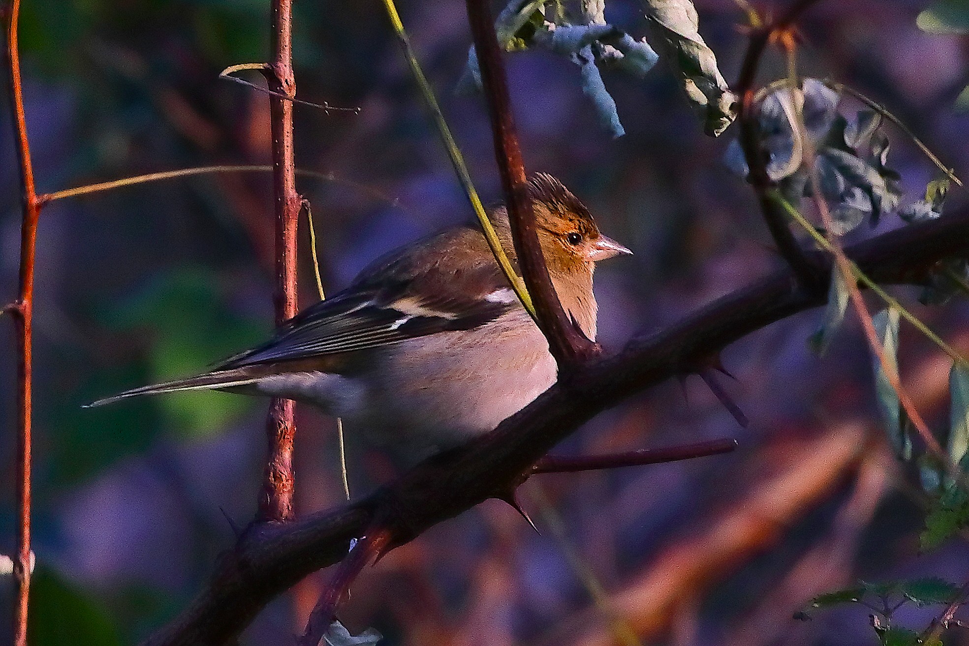 Fringuello 05 dicembre 2024 - 0069