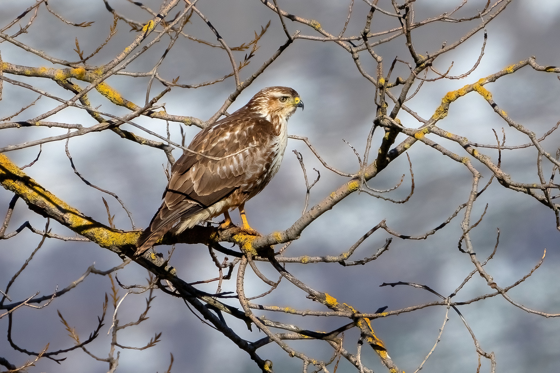 Buzzard (Buteo buteo)
