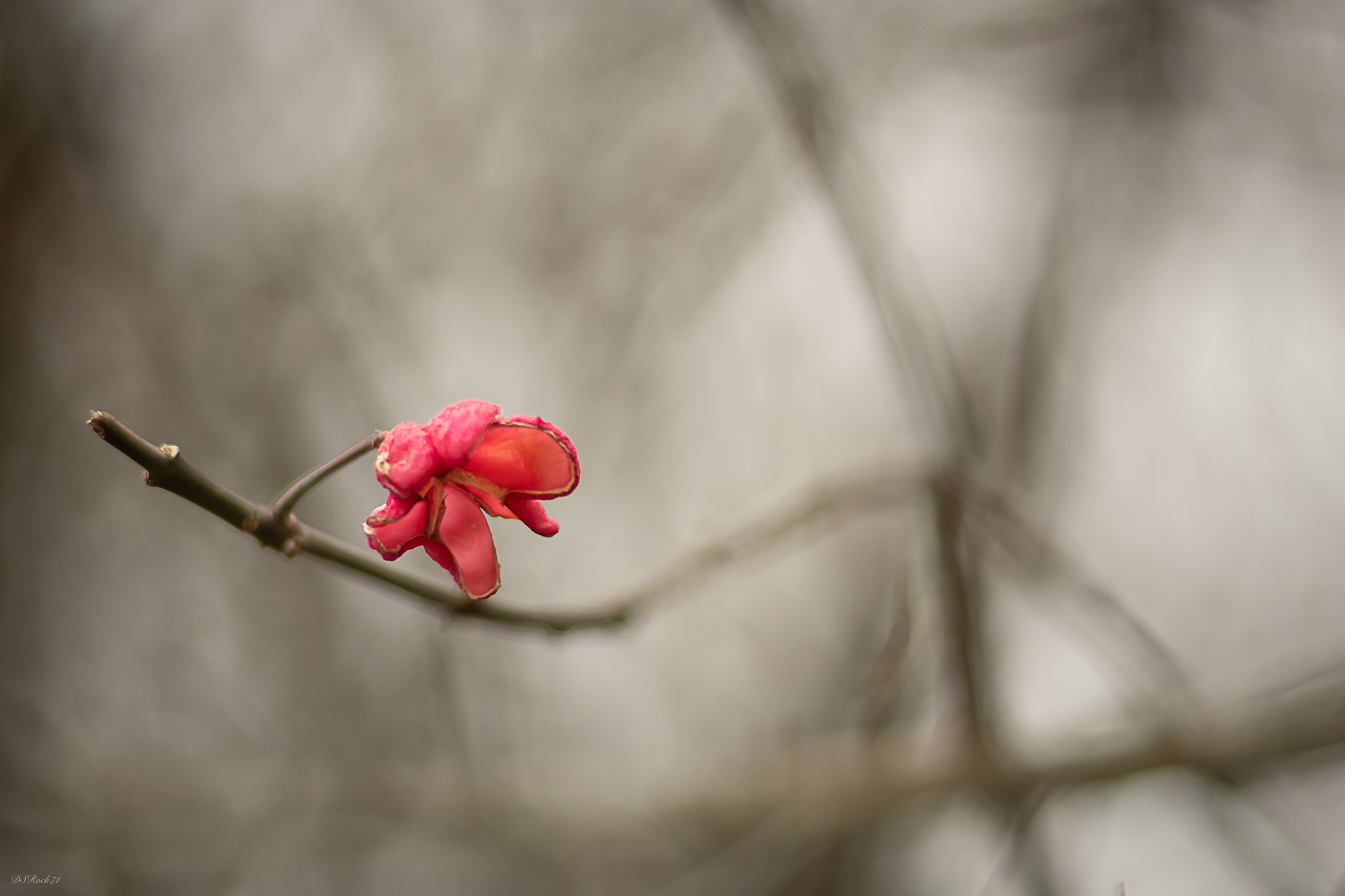 The only little flower