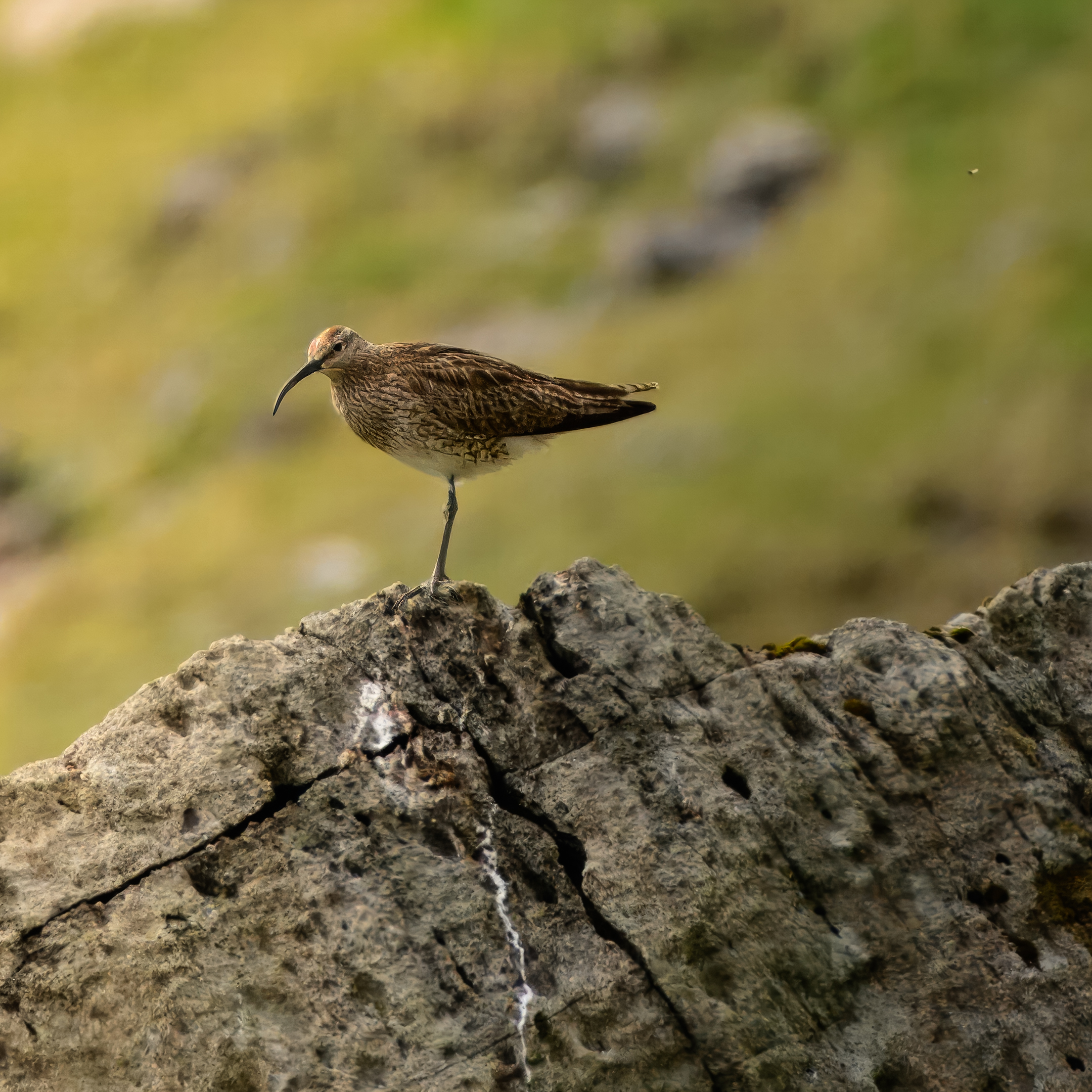 Chiurlo - Muli Fjord - Fær Øer