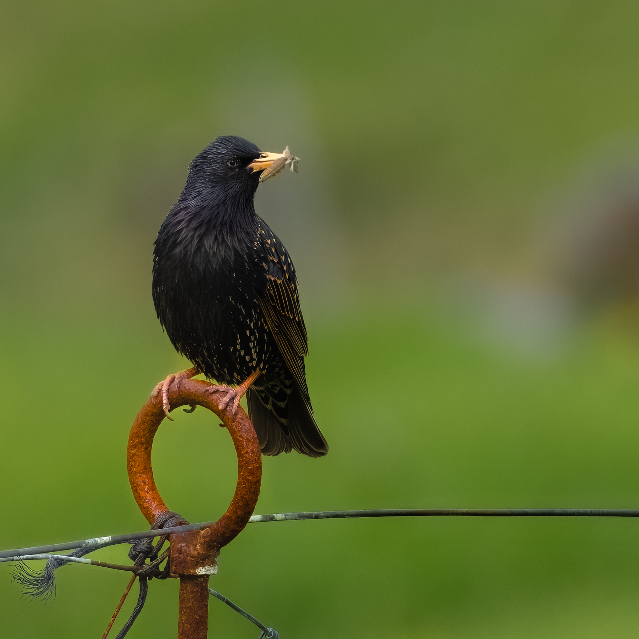 Storno - Kalsoy - Fær Øer