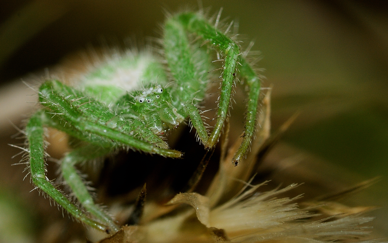green spider