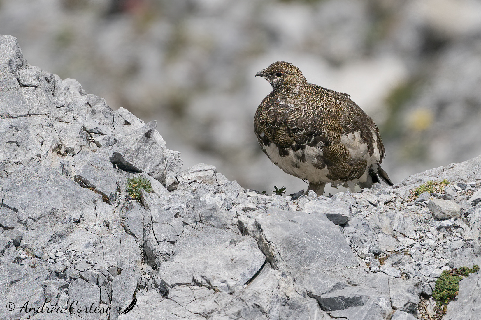 Pernice bianca (Lagopus muta)