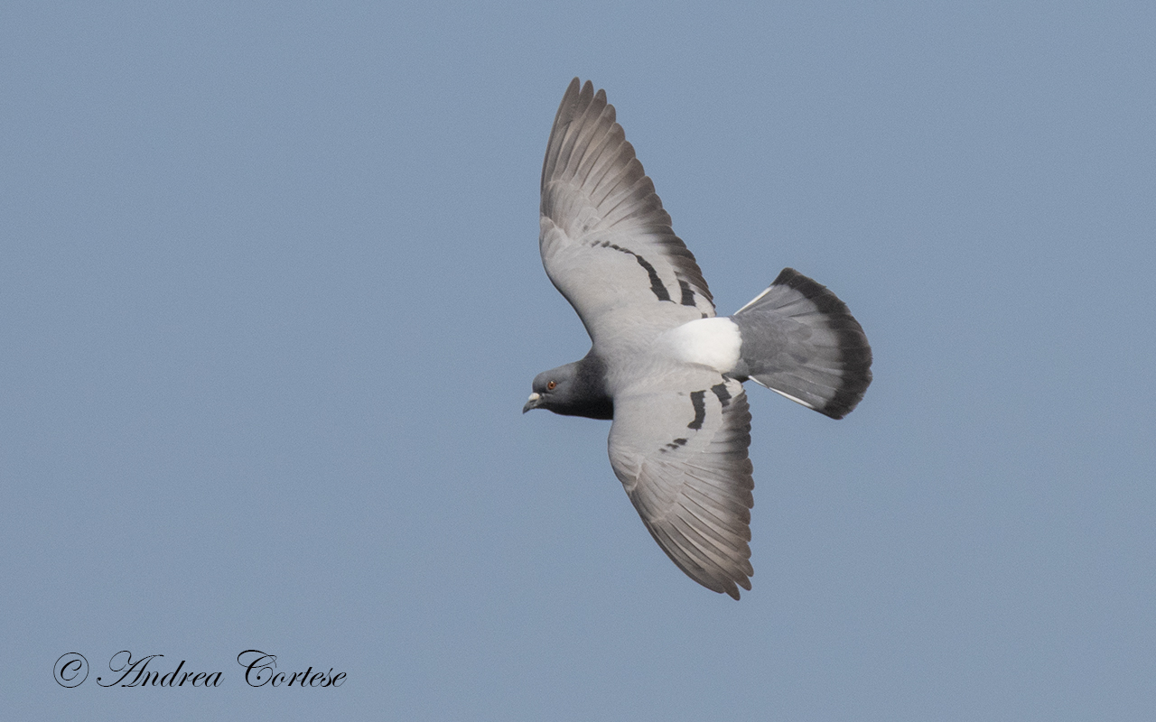 Piccione torraiolo (Columba livia)