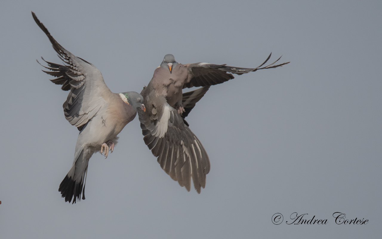 Colombaccio ( Columba palumbus)