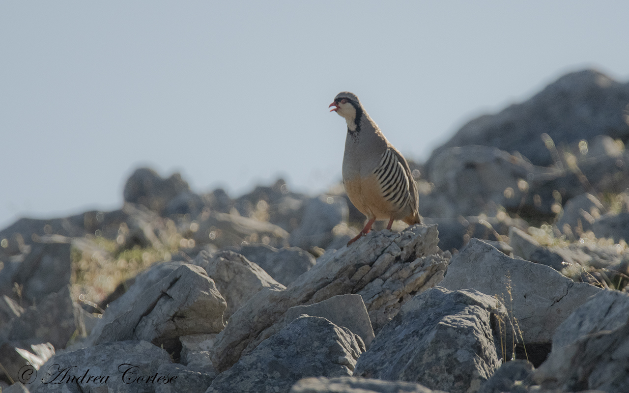 Coturnice di Sicilia (Alectoris graeca ssp. whitakeri)