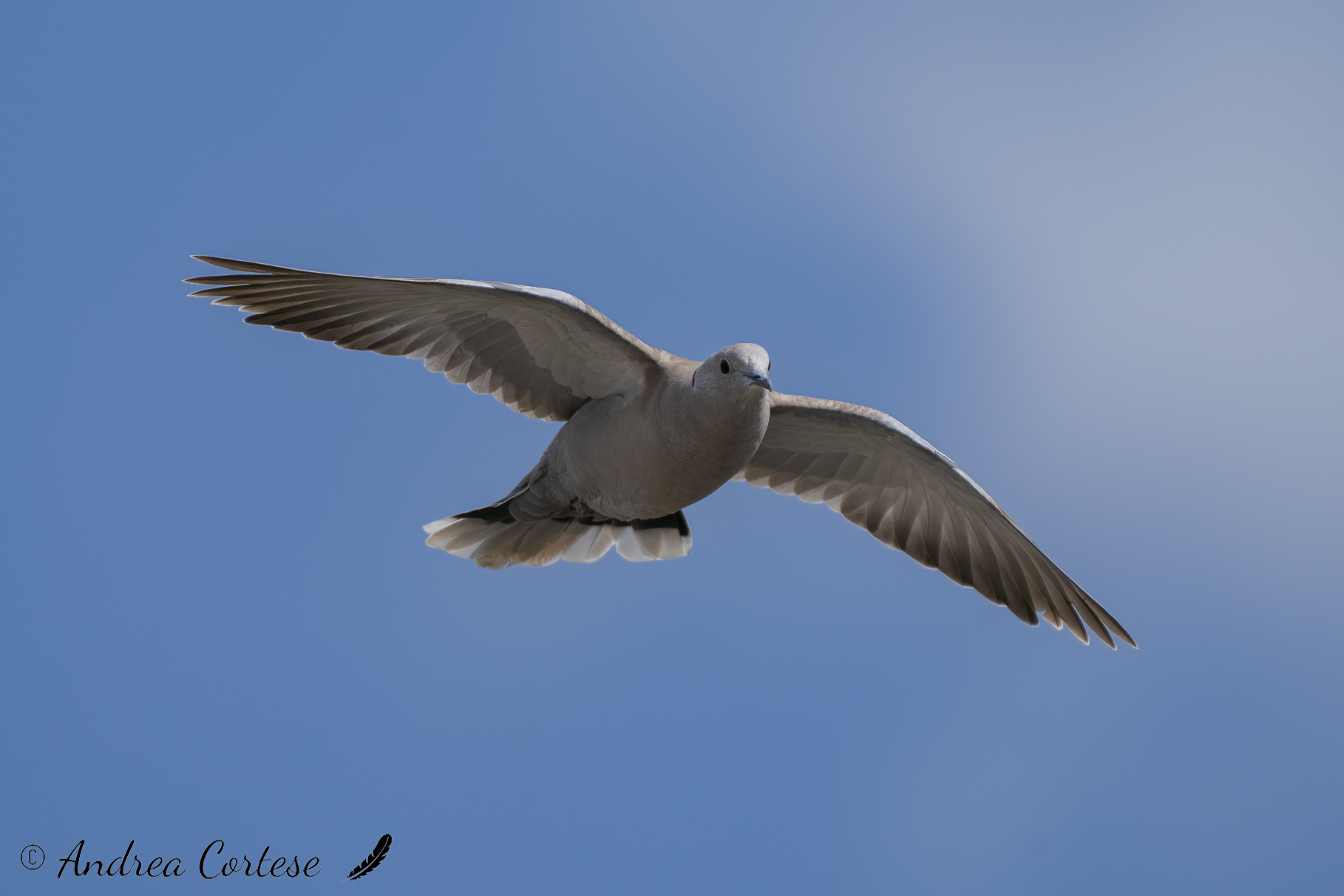 Tortora dal collare (Streptopelia decaocto)