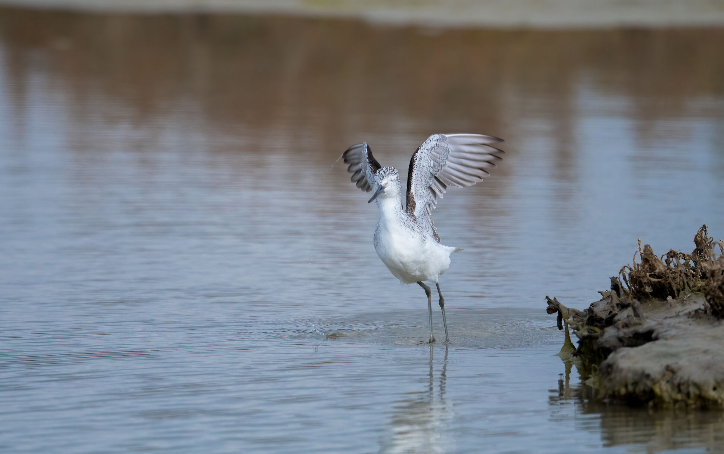 greenshank