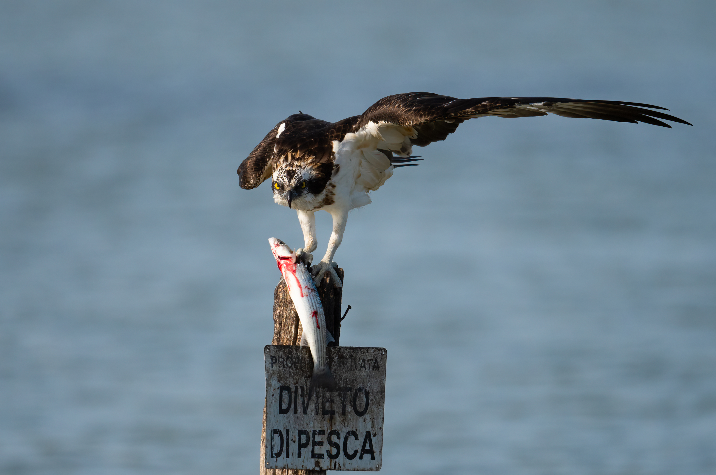 osprey