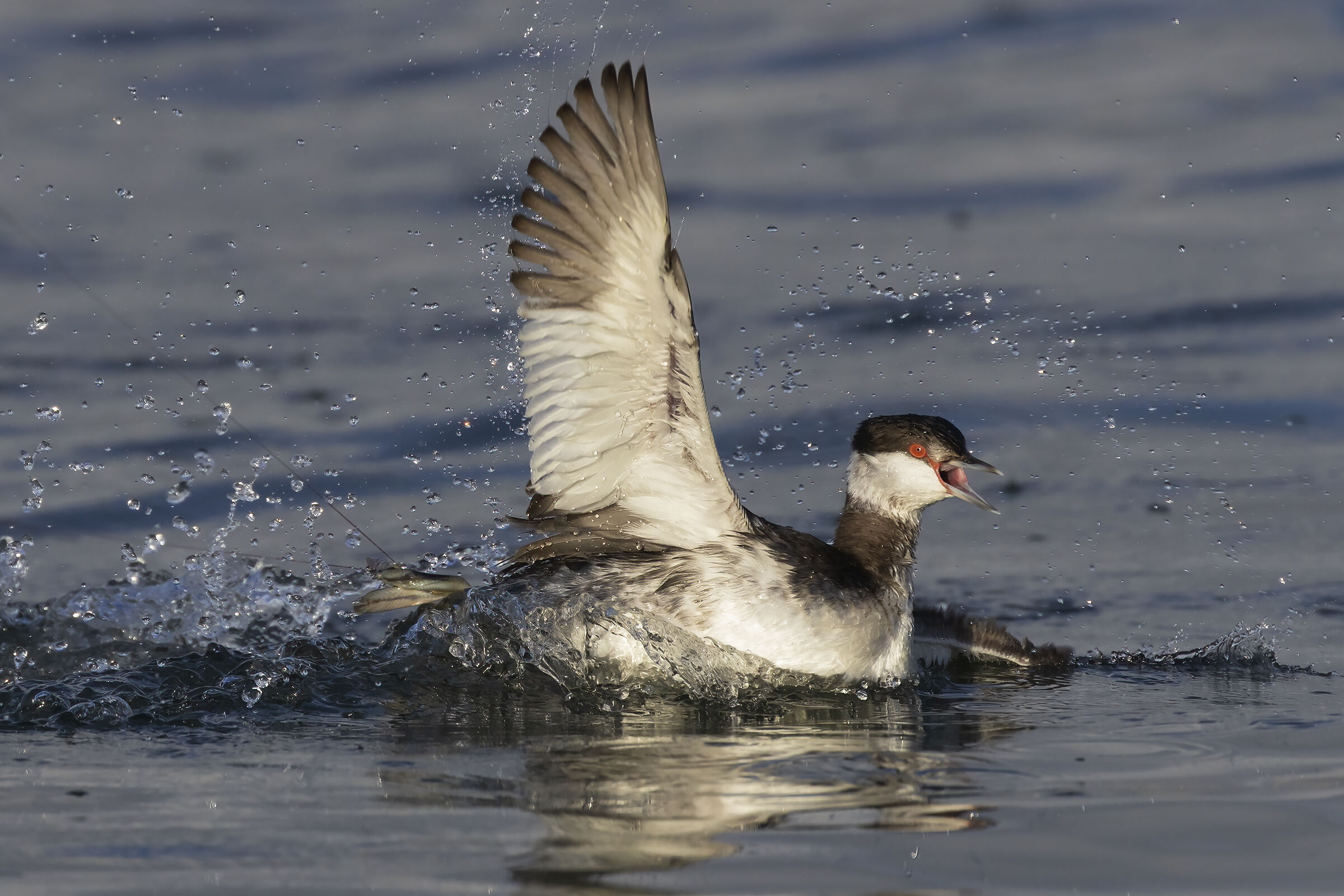 Horned Grebe