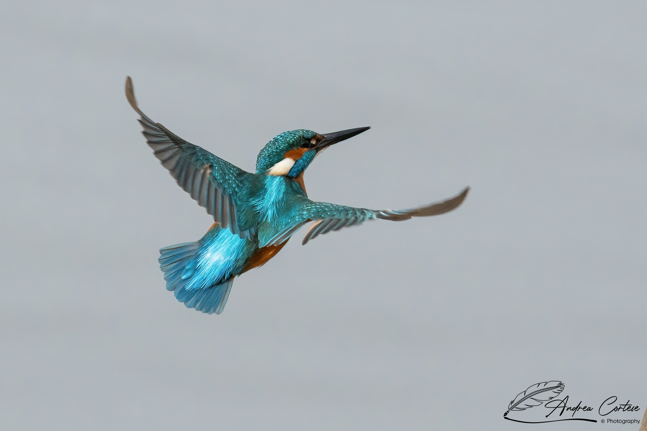 Martin pescatore (Alcedo atthis)
