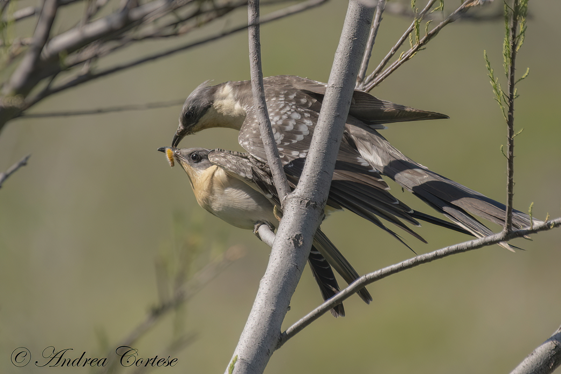 Cuculo dal ciuffo (Clamator glandarius)