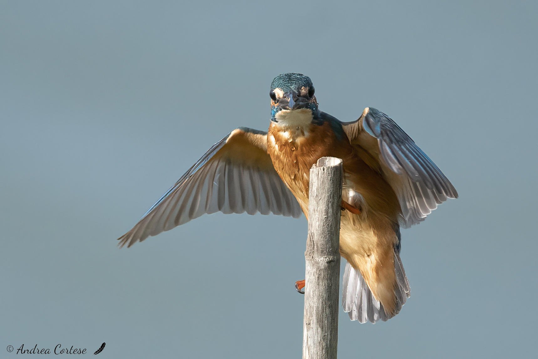 Martin pescatore (Alcedo atthis)