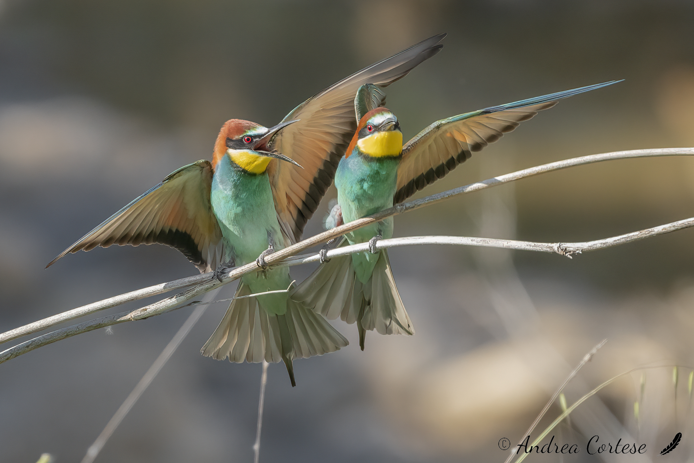 Gruccione (Merops apiaster)