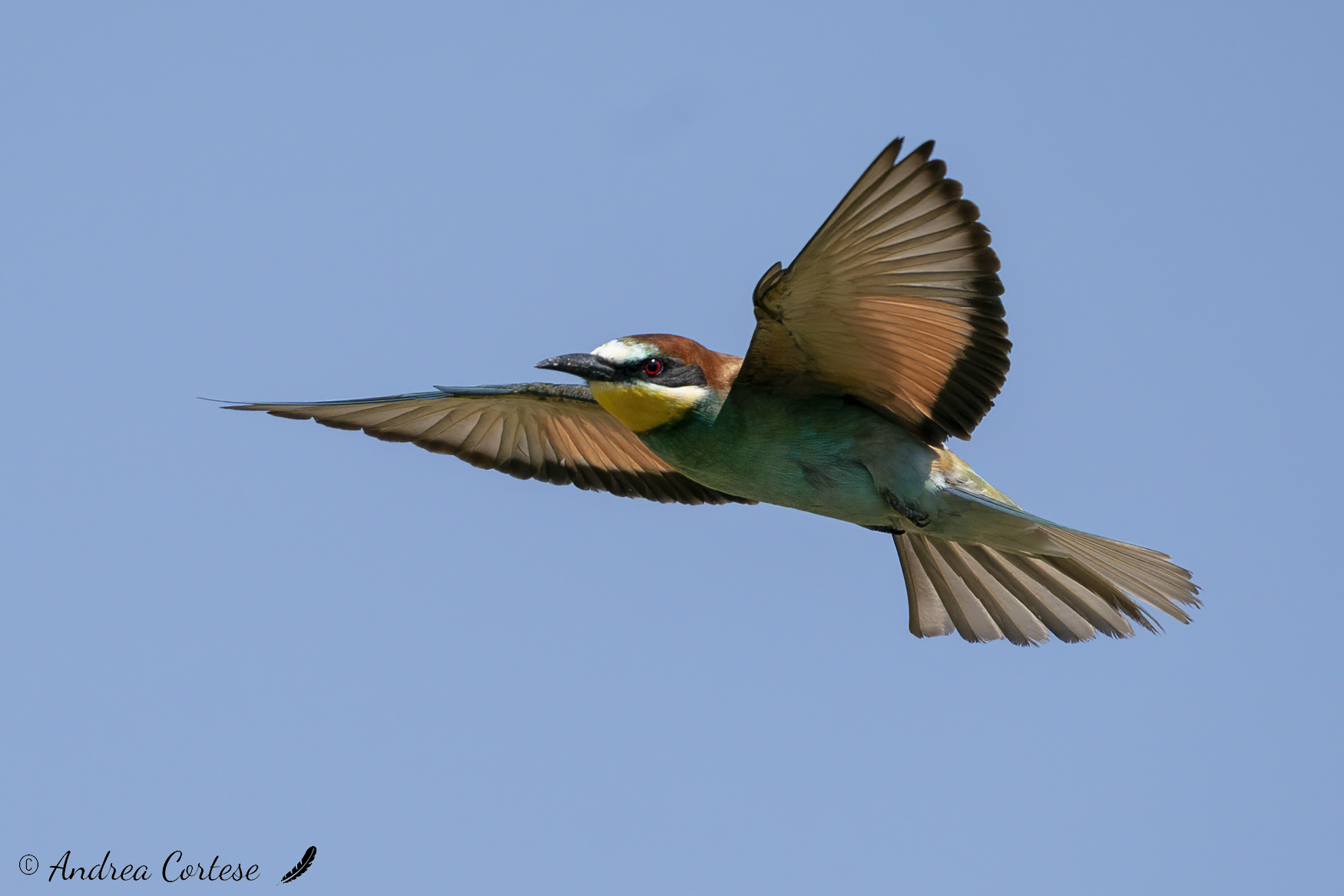 Gruccione (Merops apiaster)