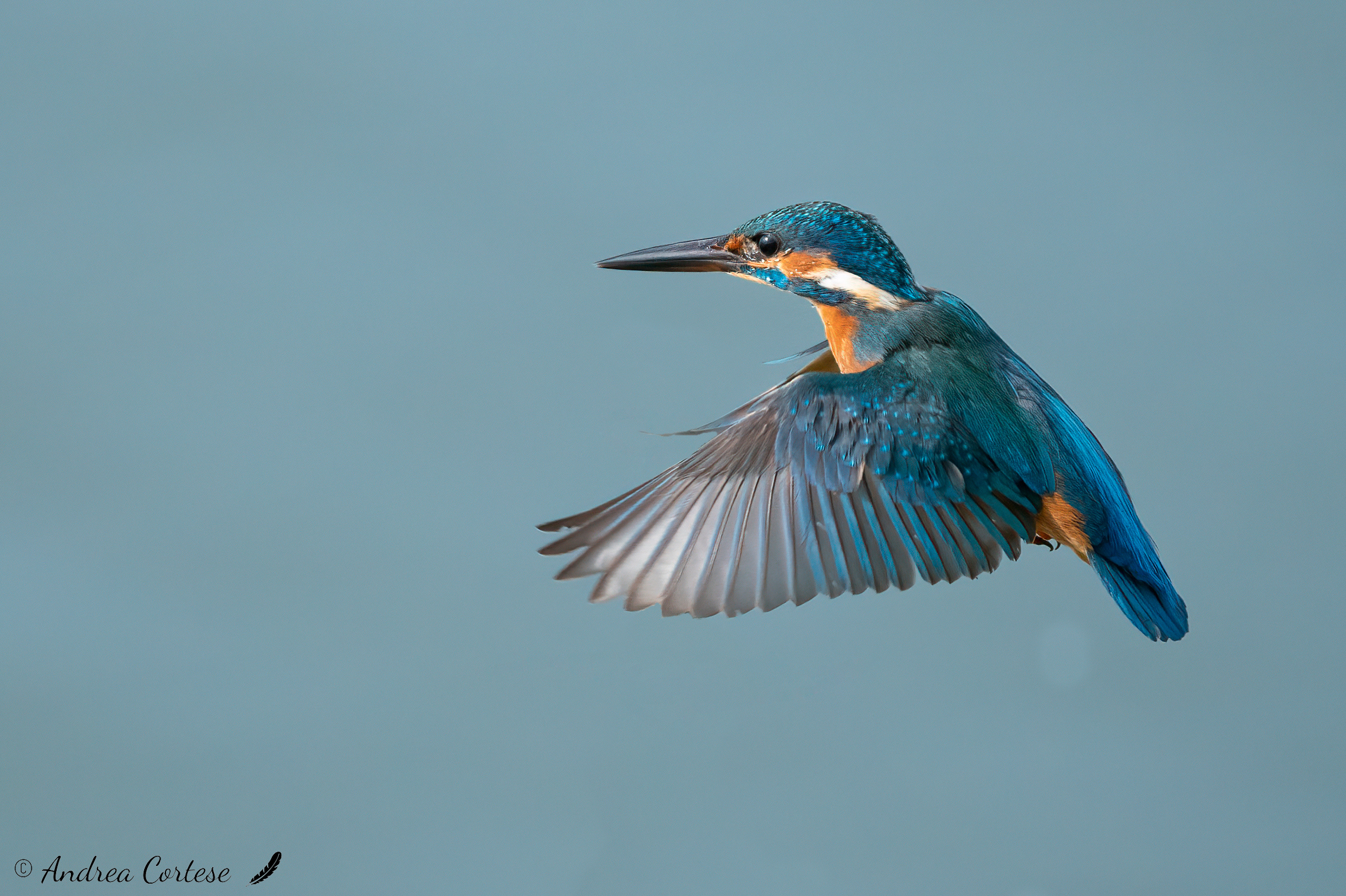 Martin pescatore (Alcedo atthis)